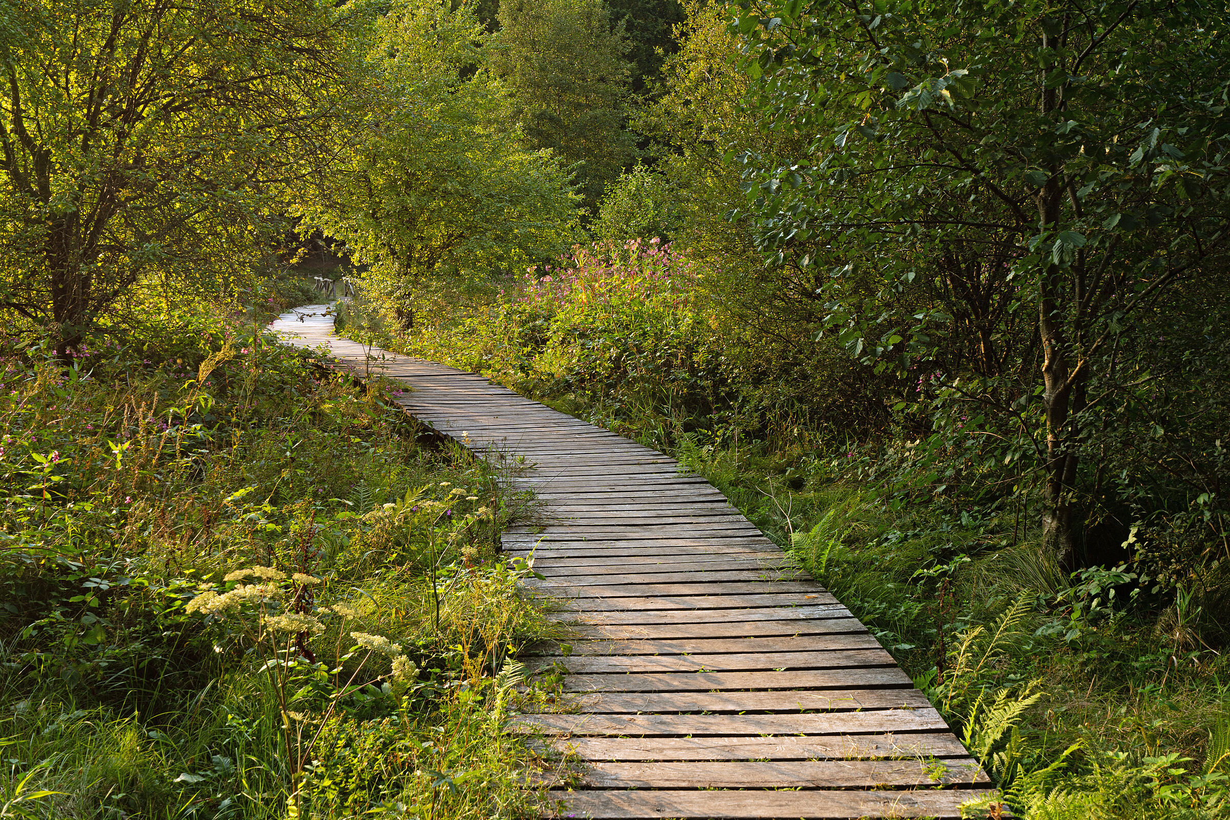 Ein Bohlenweg führt durch das Hafenlohrtal, zu beiden Seiten des Weges lieben Büsche, Sträuche und Pflanzen unterschiedlicher Höhe. 