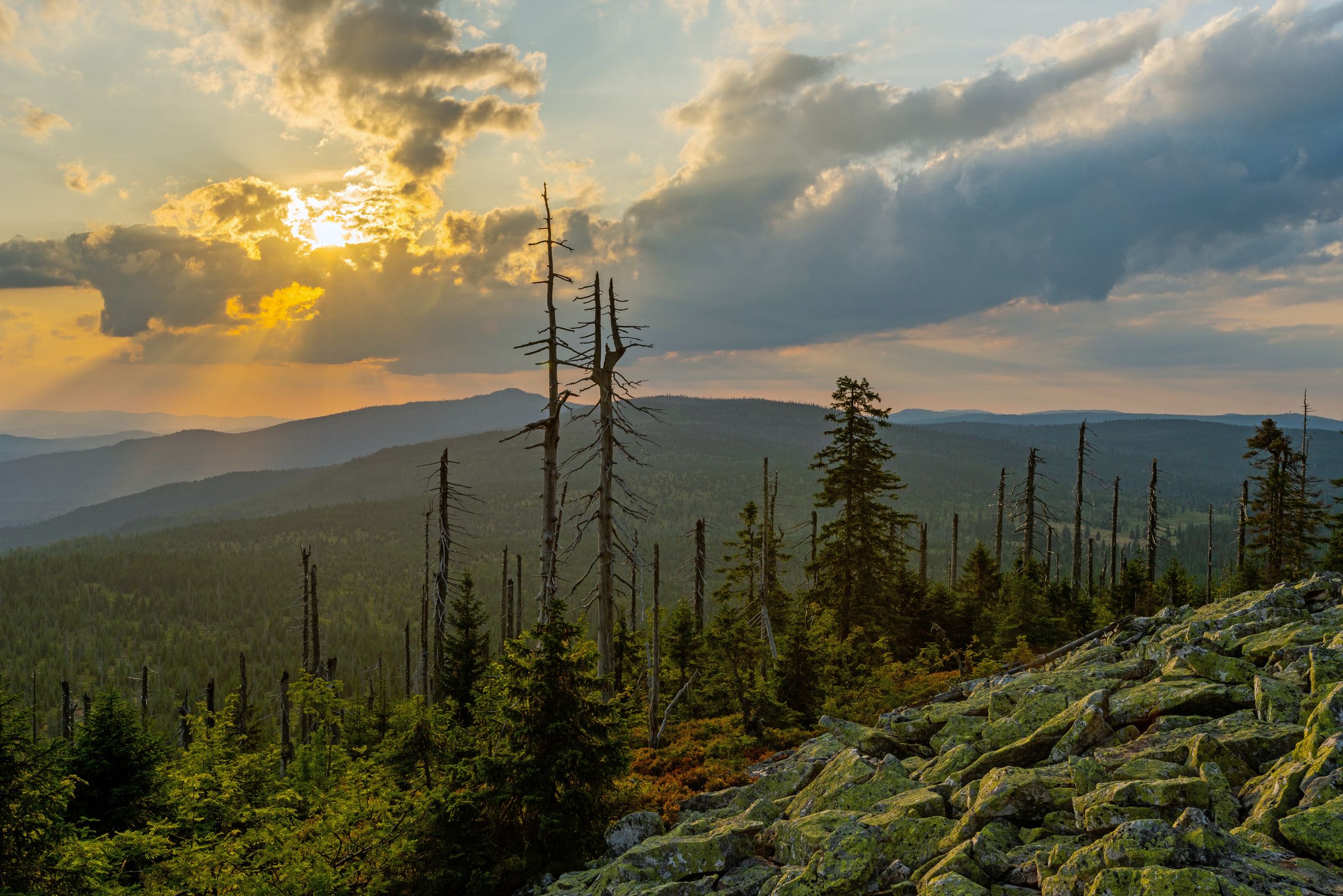 Blick vom Lusen zum Rachel über eine Geröllschutthalde und einige Baumskelette auf weite, dicht bewaldete Hügel.