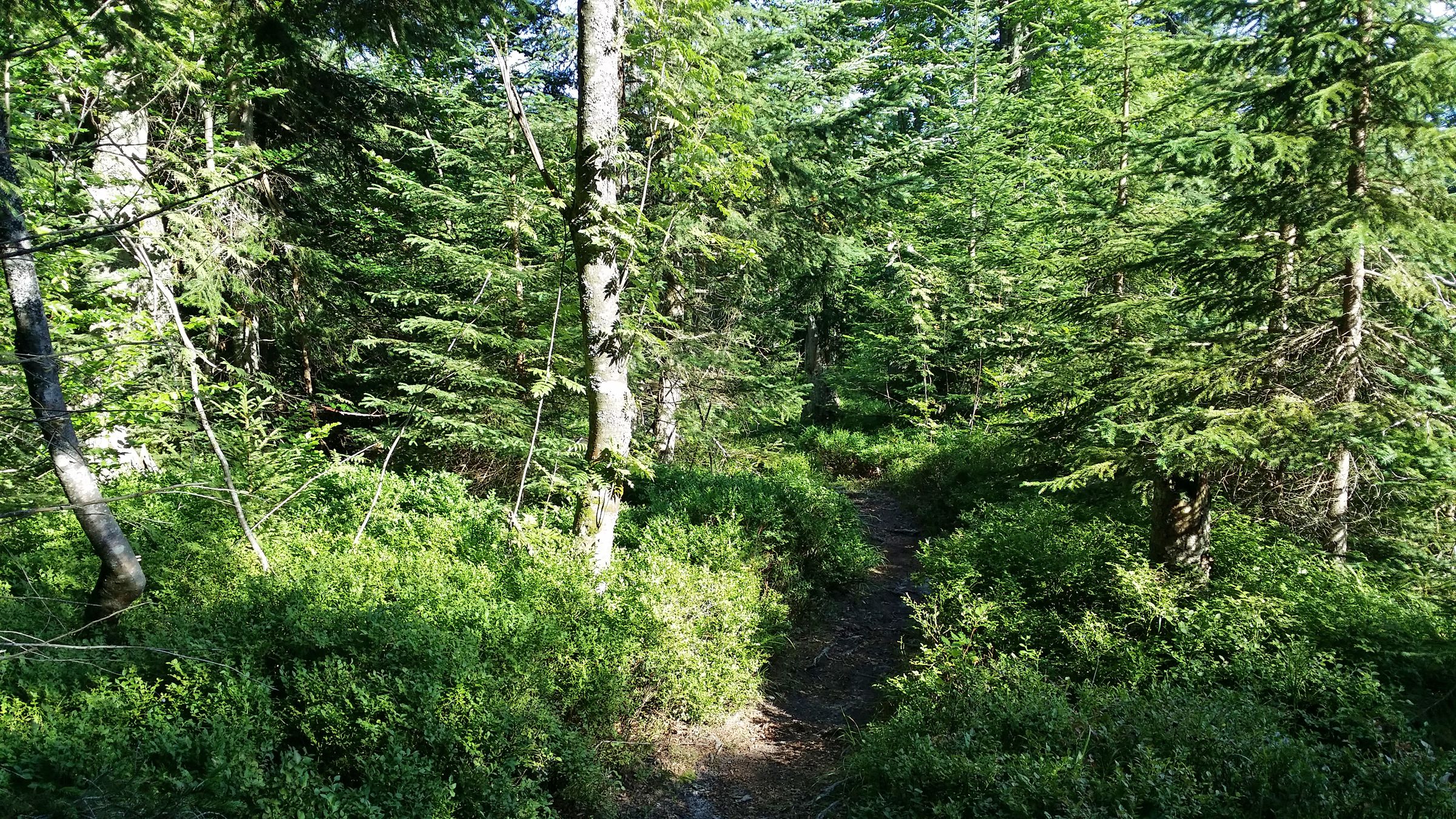 Mehrstufiger Nadelwald im Nationalpark Bayerischer Wald. In einem dritten Nationalpark könnte sich der Wald frei entfalten. (Foto: Holger Lieber)