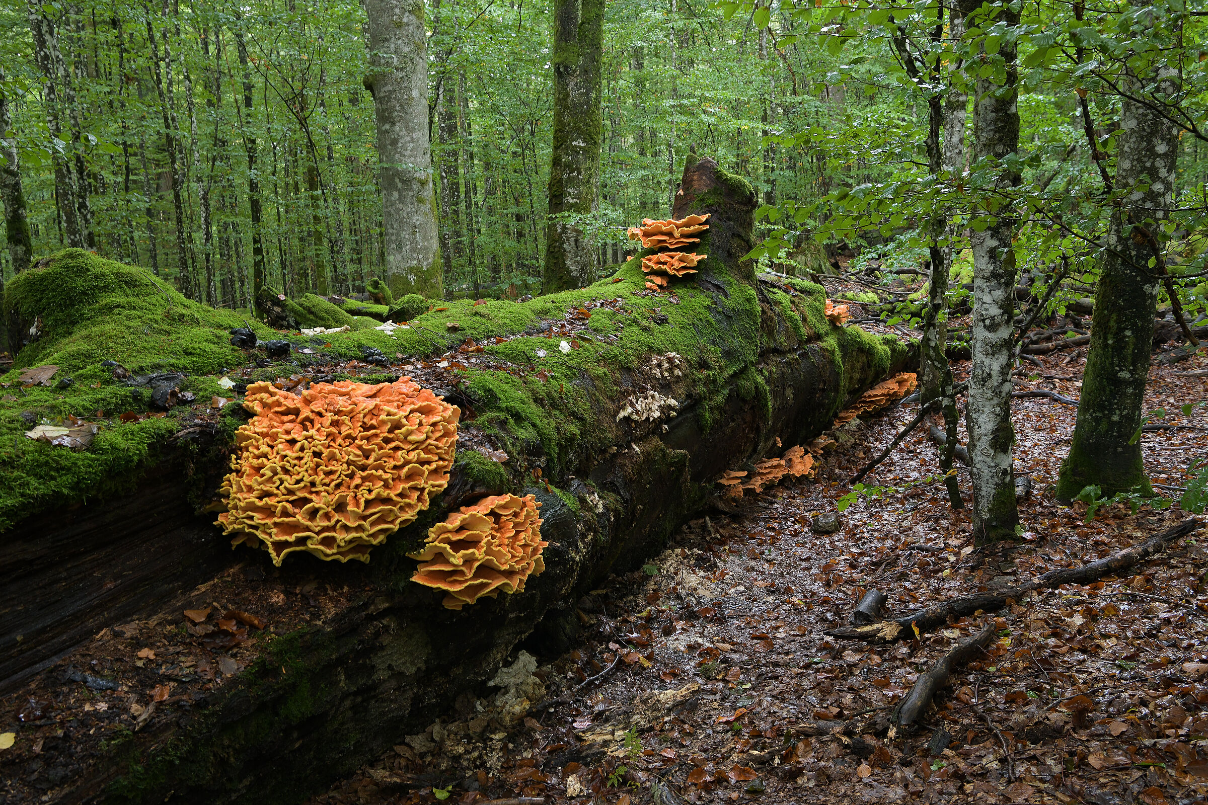 Ein mächtiger oranger Pilz wächst auf einem liegenden, vermodernden Baumstamm