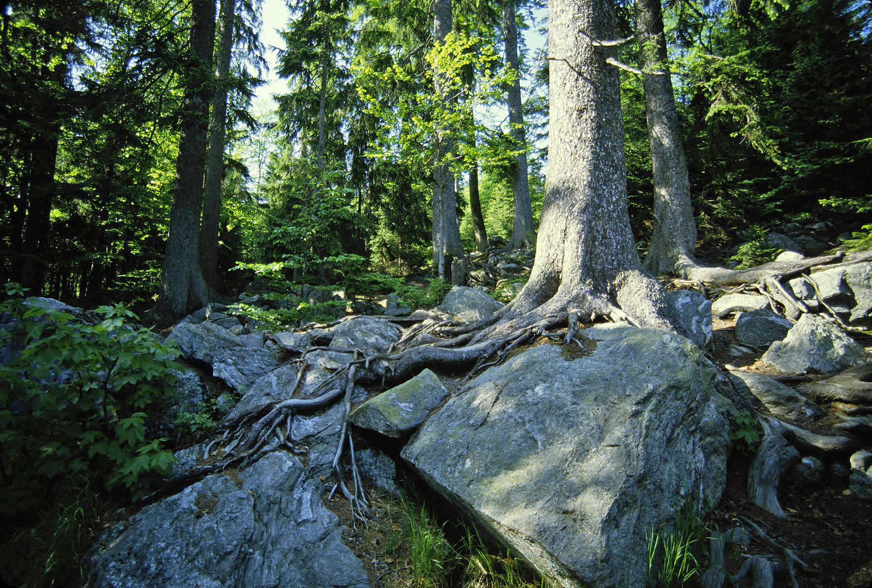 Urwald am Rachel (Foto: Wolfgang Willner)