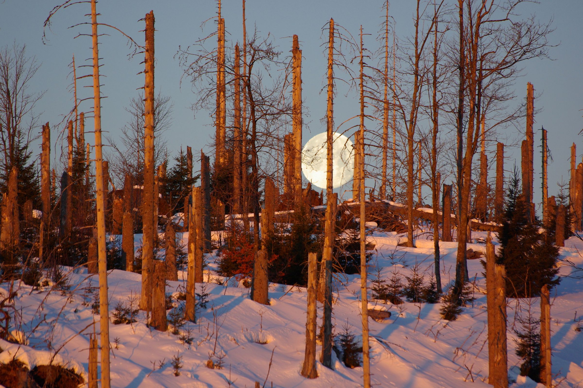 Vor einem bleichen Vollmond ragen Baumskelette in den Himmel