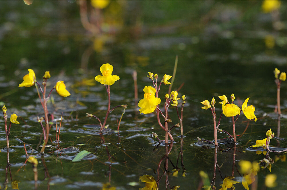Rote Stengel mit gelben Blüten ragen aus einer Wasseroberfläche (Foto: Peter Zach)