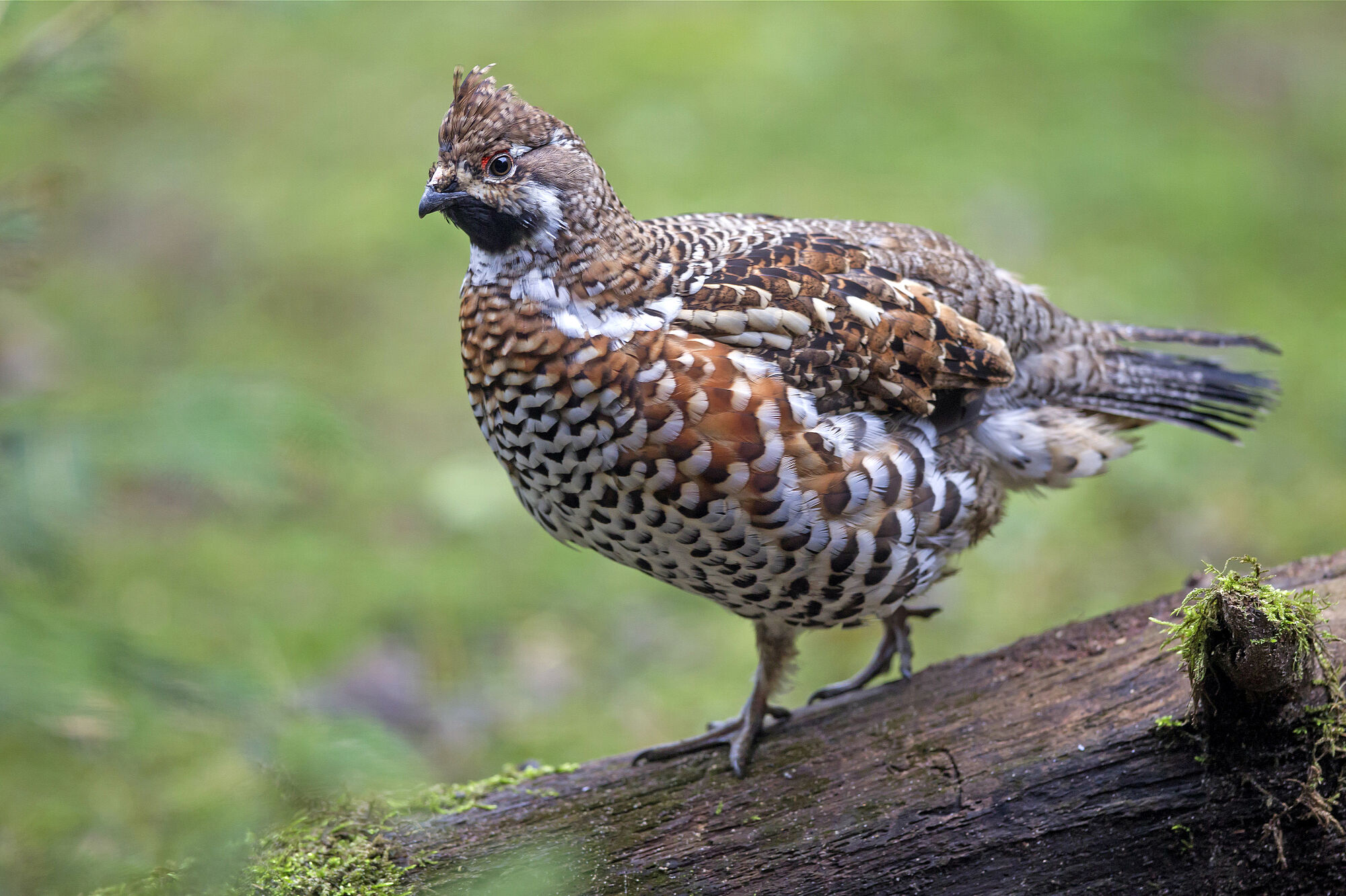 Ein braun-weiß gefleckter Hühnervogel sitzt auf einem Stück Totholz (Foto: Marcus Bosch)