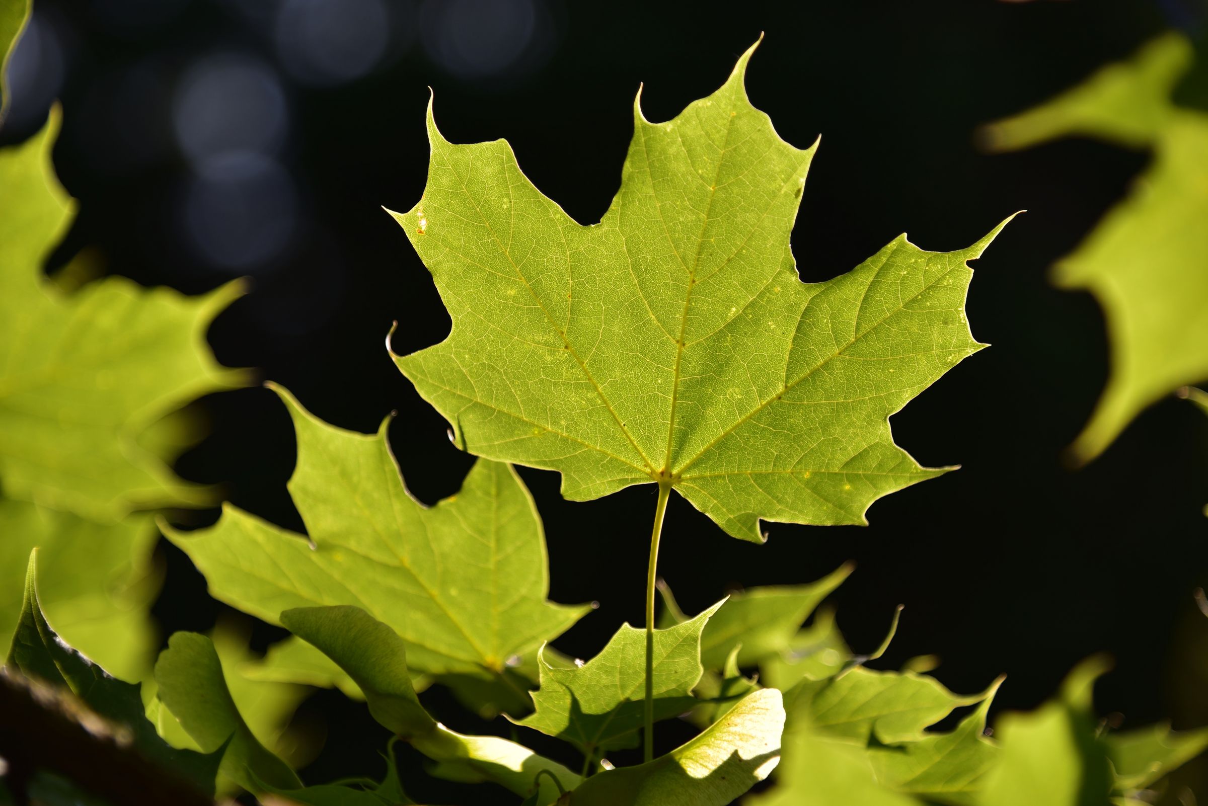Stadtbaum-Portraits: handförmiges Blatt eines Ahorns (Foto: Bill Ernest/stock.adobe.com)