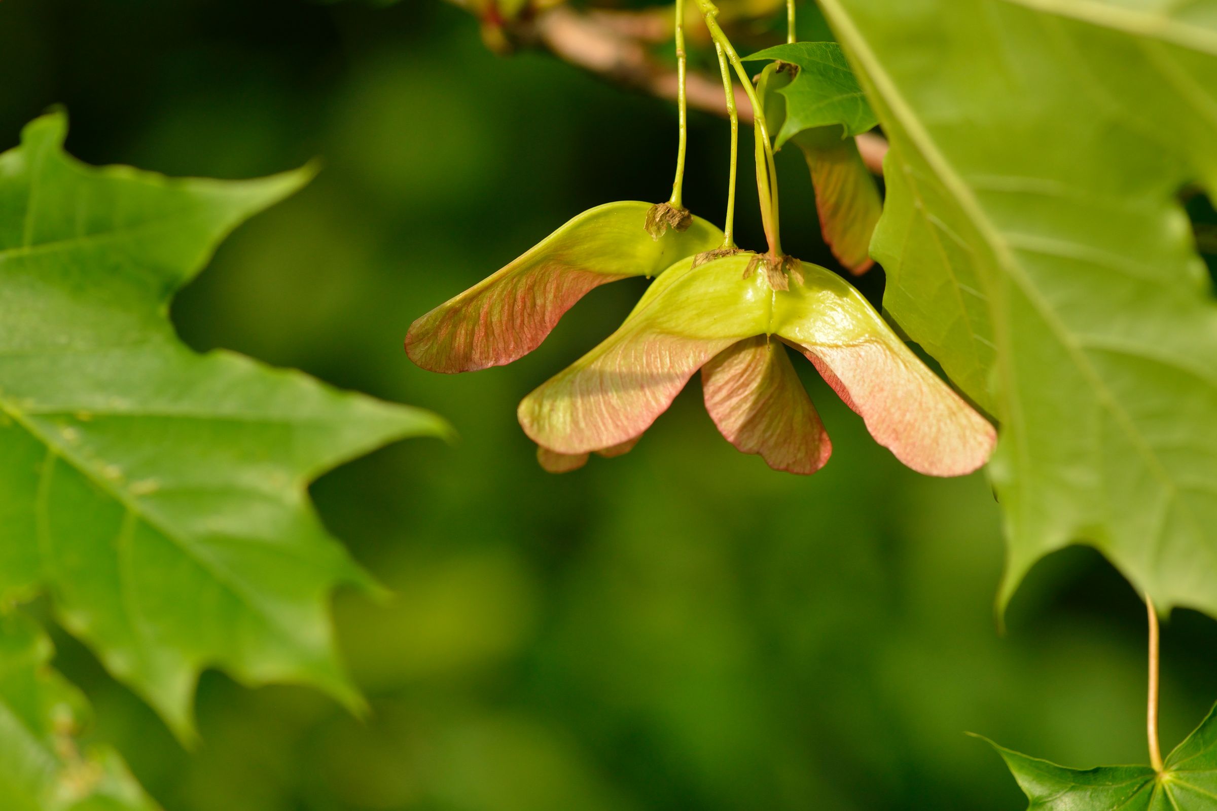 Stadtbaum-Portraits: die als „Propeller“ oder „Nasenzwicker“ bekannte Frucht eines Ahorns (Foto: Karin Jähne/stock.adobe.com)