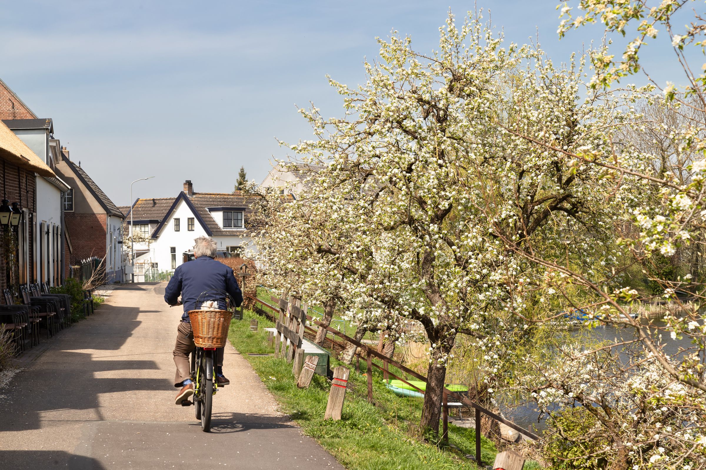 Stadtbaum-Portraits: Ein durch Beschnitt klein gehaltener Apfelbaum an einer Dorfstraße, mit einem Radfahrer (Foto: Jan van der Wolf/stock.adobe.com)