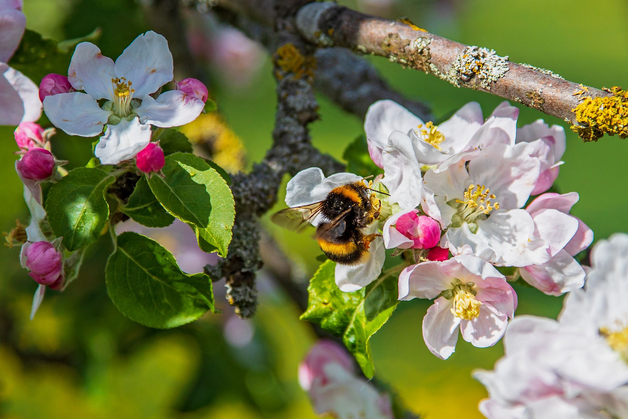 Stadtbaum-Portraits: weiß-rosa Blüten eines Apfelbaums mit einer Hummel (Foto: Martin Grimm/stock.adobe.com)