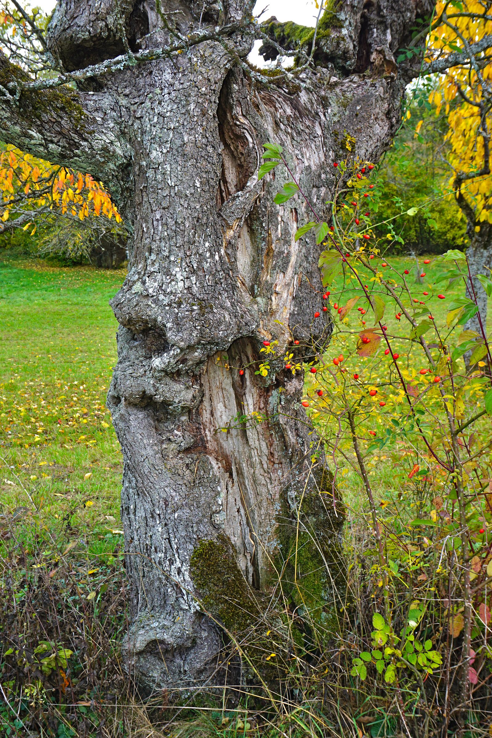 Stadtbaum-Portraits: knorriger Stamm eines alten Apfelbaums (Foto: JRG/stock.adobe.com)
