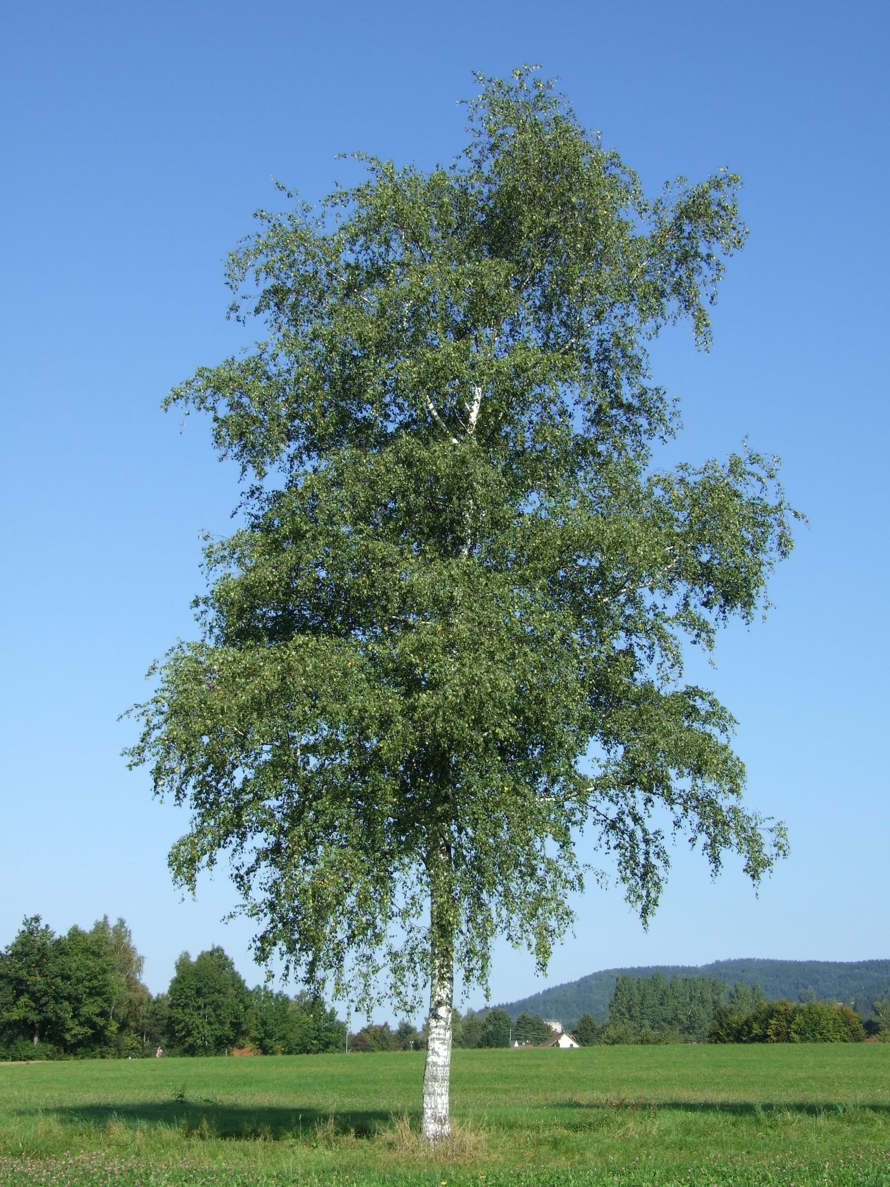 Stadtbaum-Portraits: aufrechte, lockere Krone einer Birke, mit oft herabhängenden Zweigen. (Foto: sunnychika(stock.
