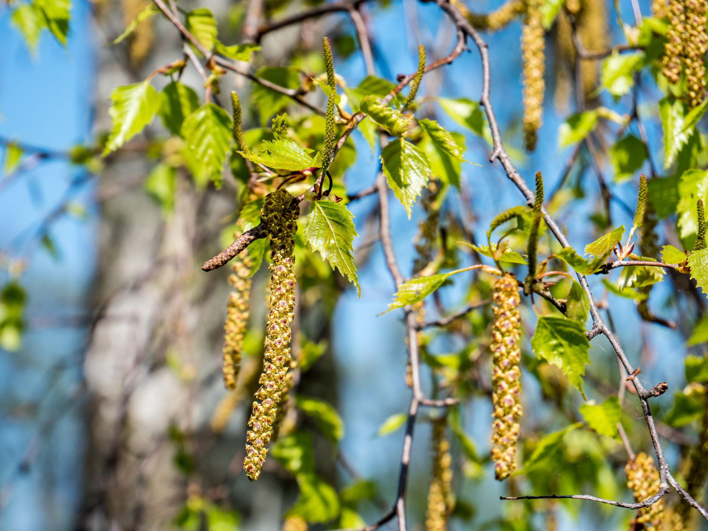Stadtbaum-Portraits: Die Blüten der Birke hängen als grünlich-gelbe „Würste“ herab. (Foto: Animaflora PicsStock/stock.adobe.com)