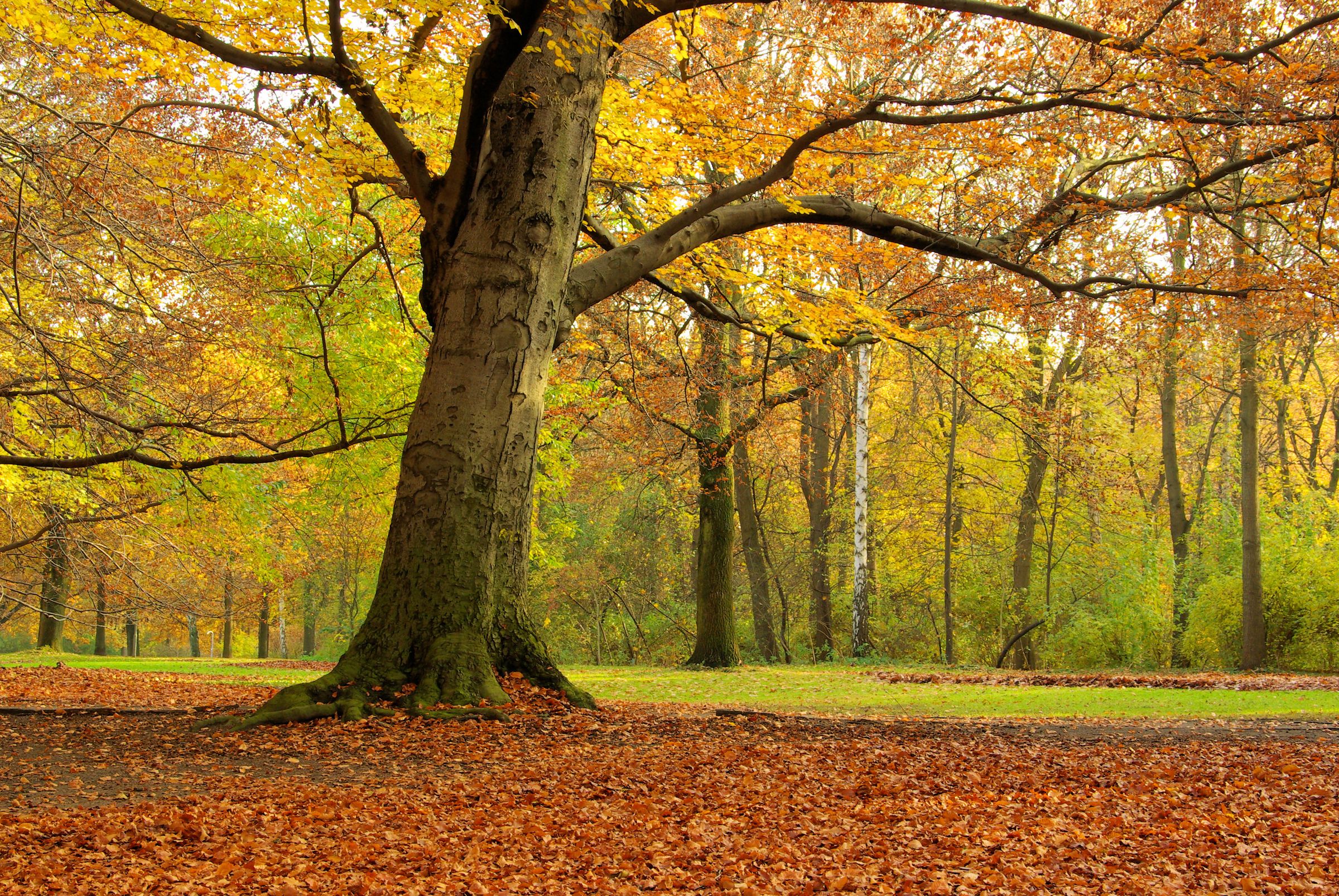 Stadtbaum-Portraits: Buche mit gelbem Herbstlaub (Foto: LianeM/stock.adobe.com)