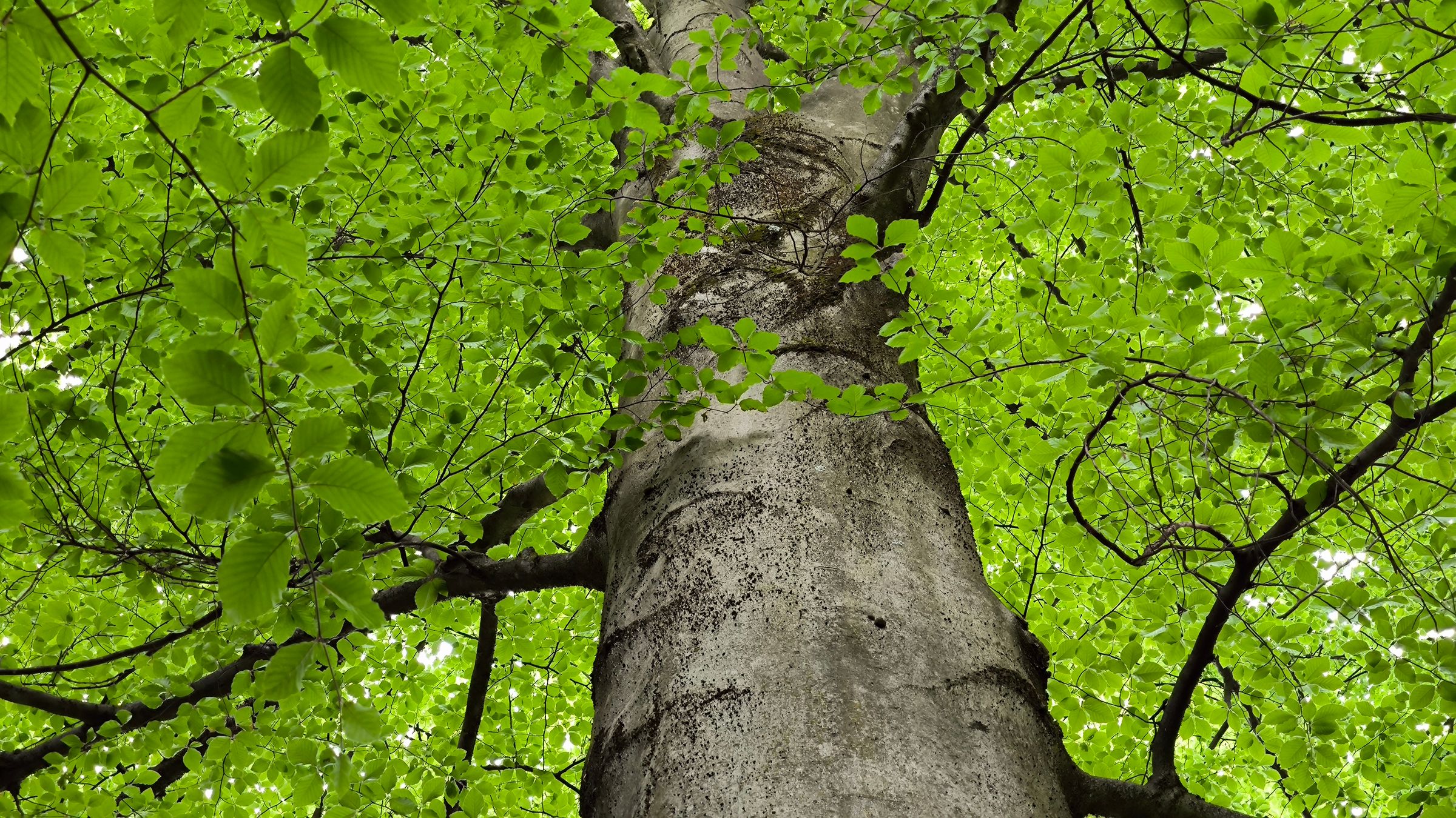 Stadtbaum-Portraits: glatter, graubrauner Stamm einer Buche. (Foto: Jana/