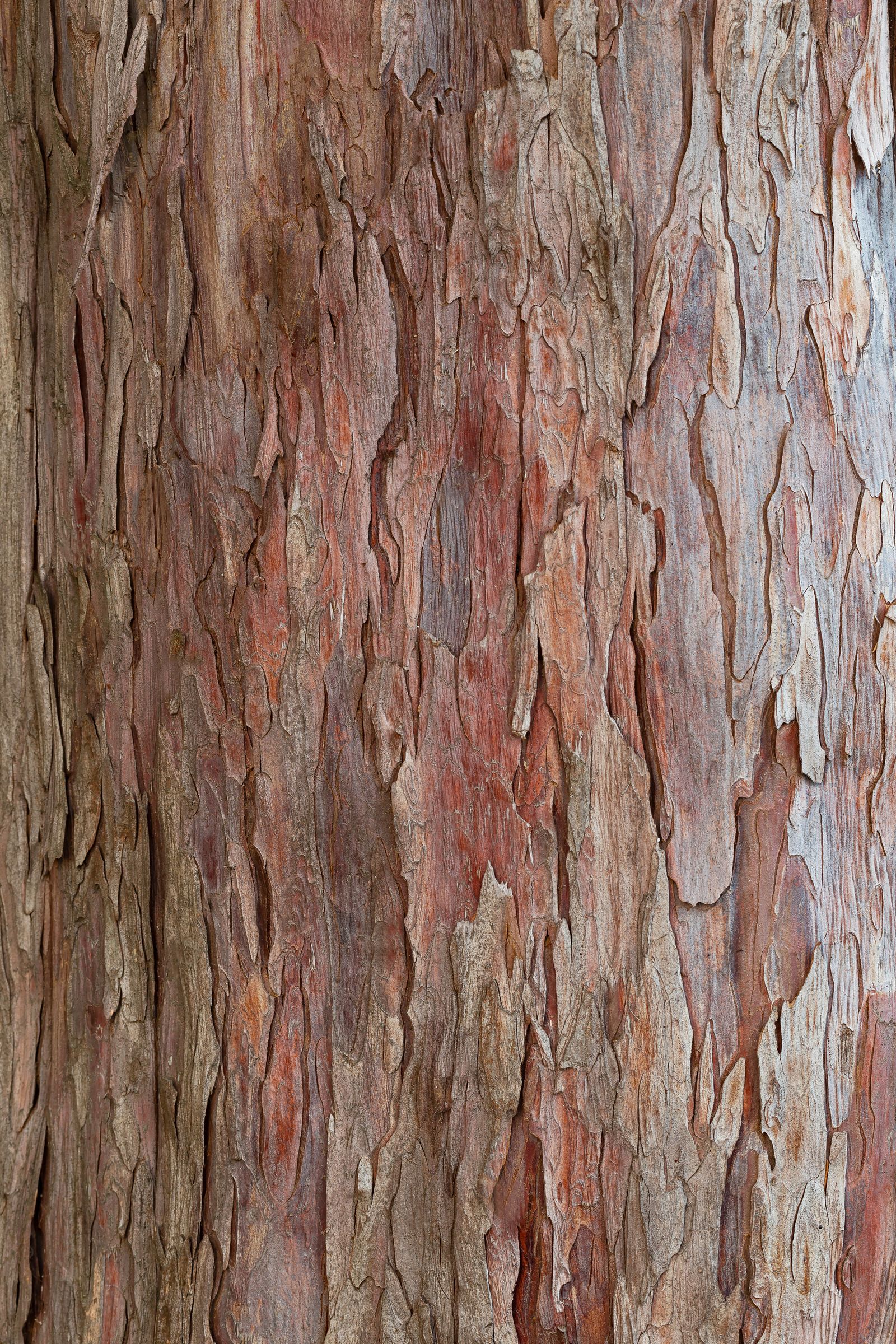 Stadtbaum-Portrait: rotbraune Rinde einer Eibe (Foto: ihorhvozdetsky/stock.adobe.com)