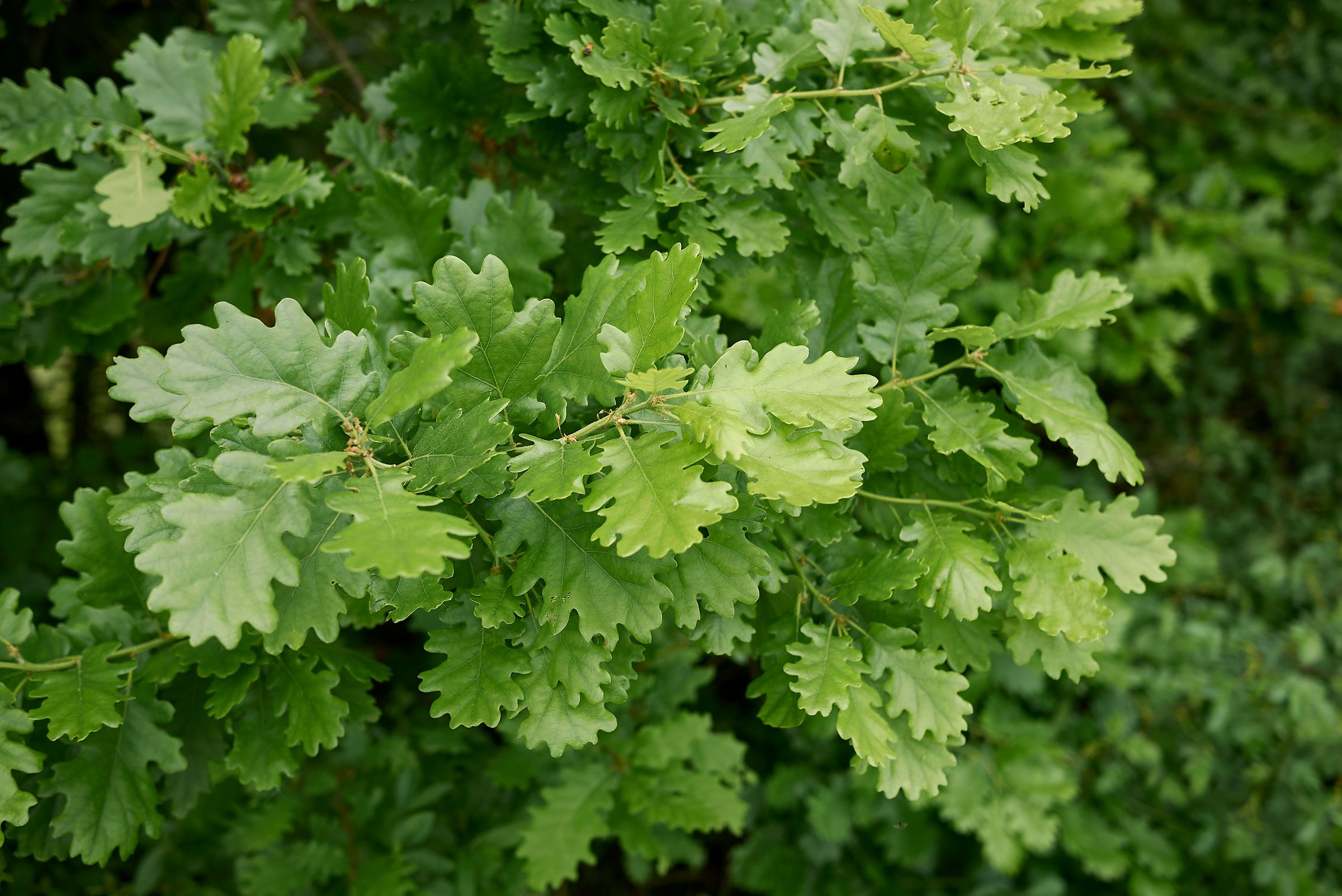 Stadtbaum-Portraits: grüne, wolkenförmige Blätter einer Eiche (Foto: simona/stock.adobe.com)