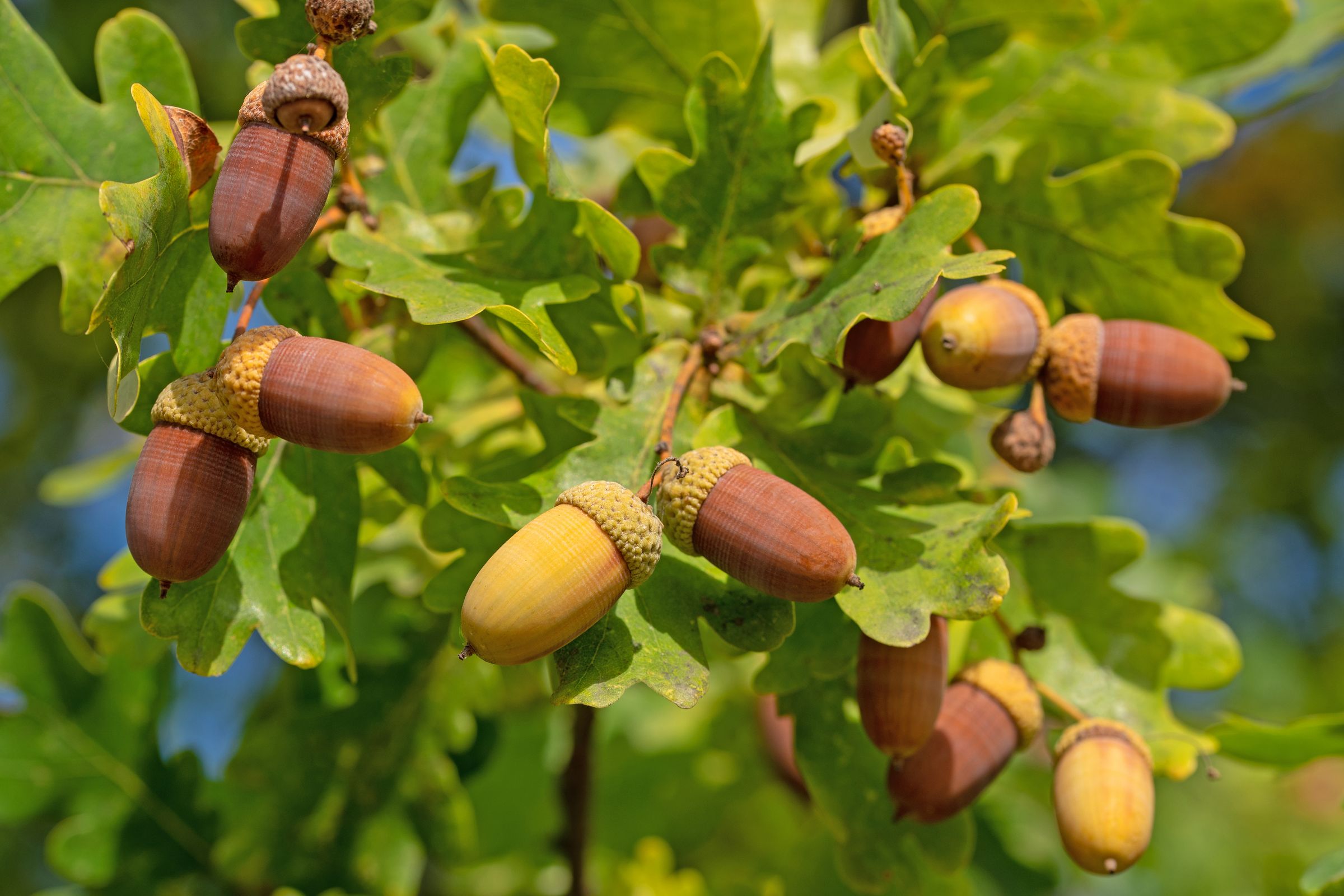 Stadtbaum-Portraits: Eicheln an einem Zweig mit grünen Blättern (Foto: M. Schuppich/stock.adobe.com)
