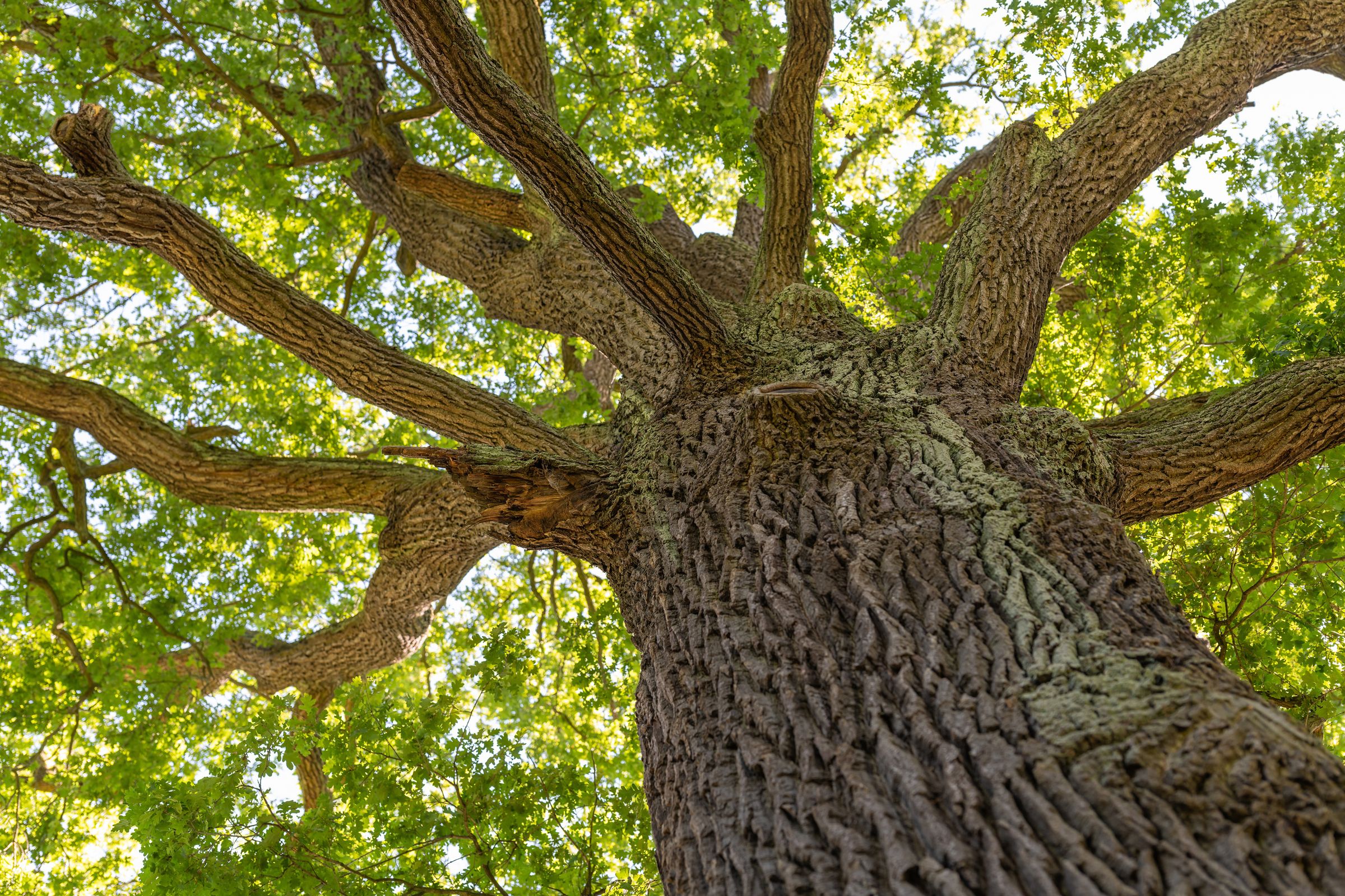 Stadtbaum-Portraits: von unten nach oben fotografierter Stamm einer Eiche mit rauer Rinde (Foto: Mario Hoesel/stock.adobe.com)
