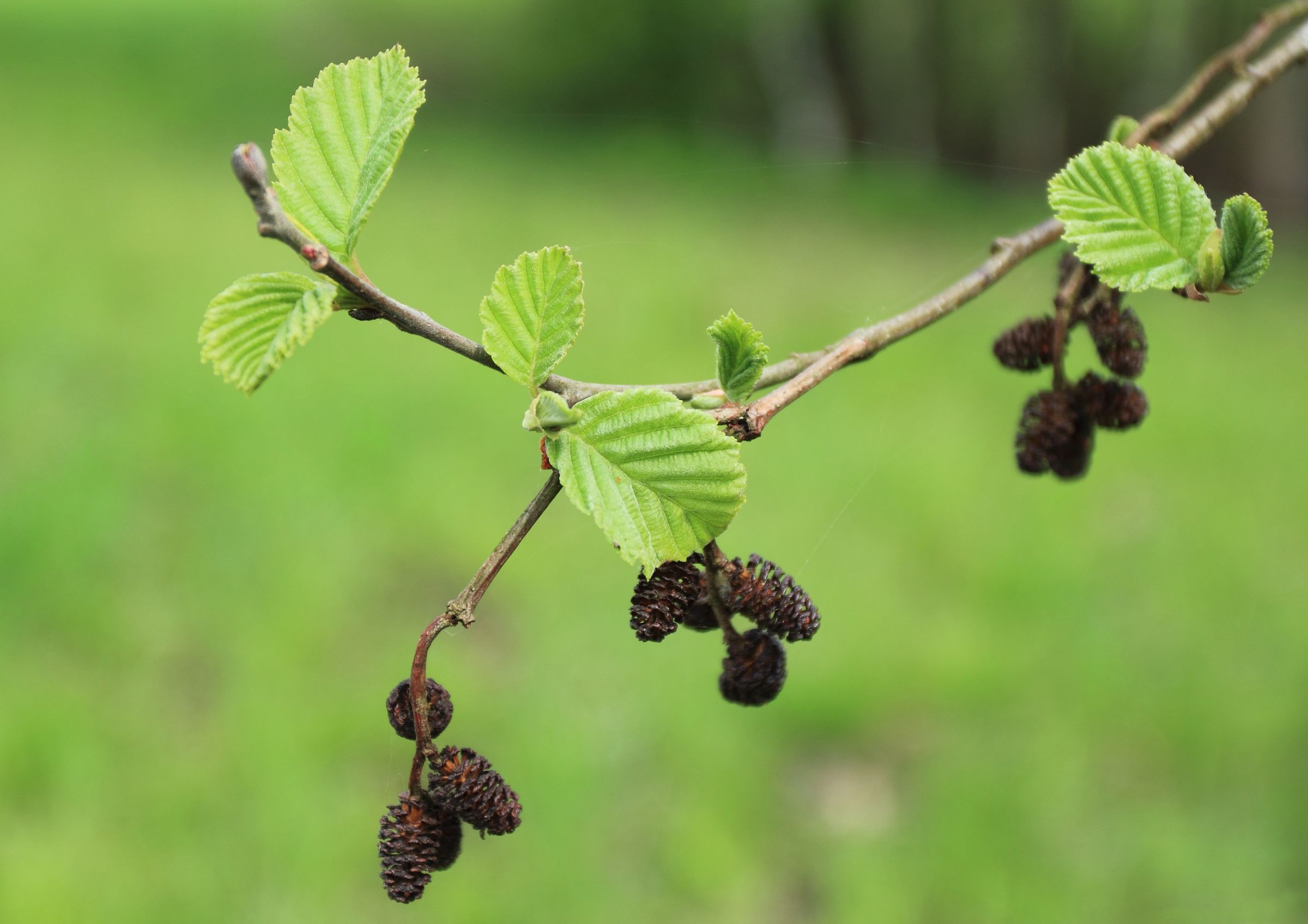 Stadtbaum-Portraits: Erlenzweig mit grünen Blättern und braunen Zapfen (Foto: Bogdan Wankowicz/stock.adobe.com)