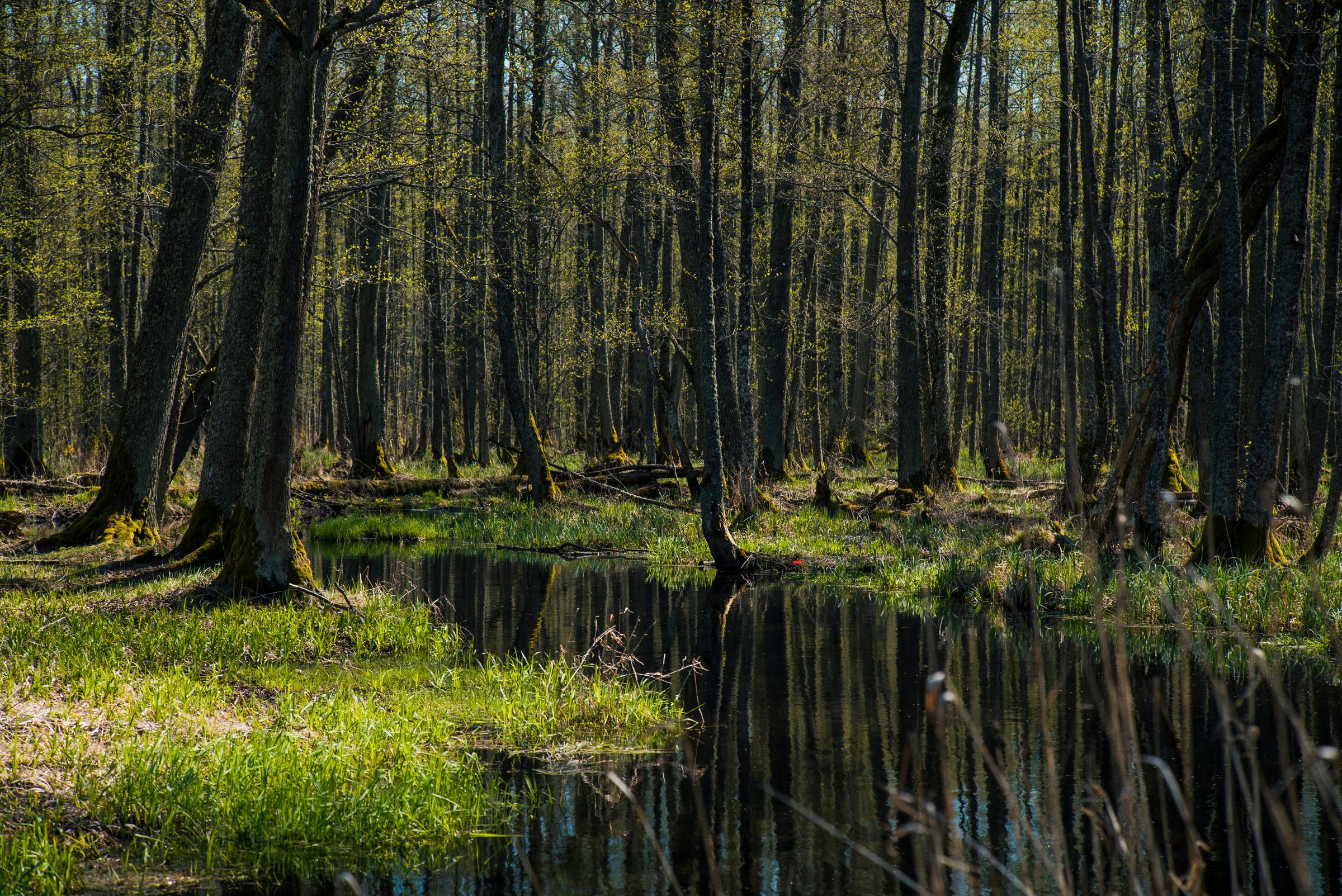 Stadtbaum-Portraits: Erlenbruchwald mit den dunklen Stämmen von Schwarzerlen (Foto: Gatis/stock.adobe.com)