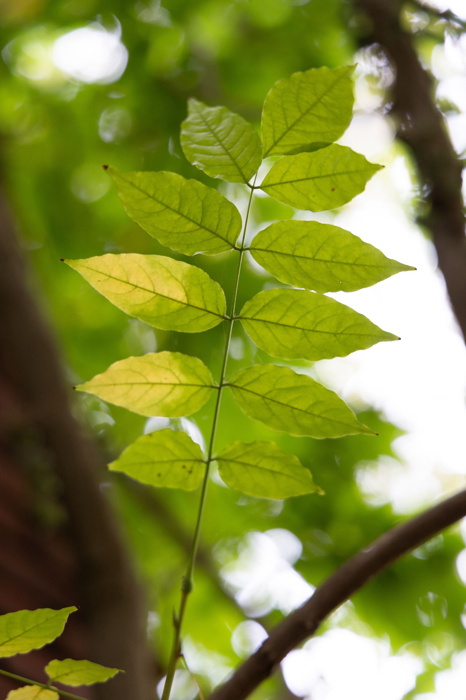 Stadtbaum-Portraits: farnartig gefiederte Blätter einer Esche (Foto: dachux21/stock.adobe.com)