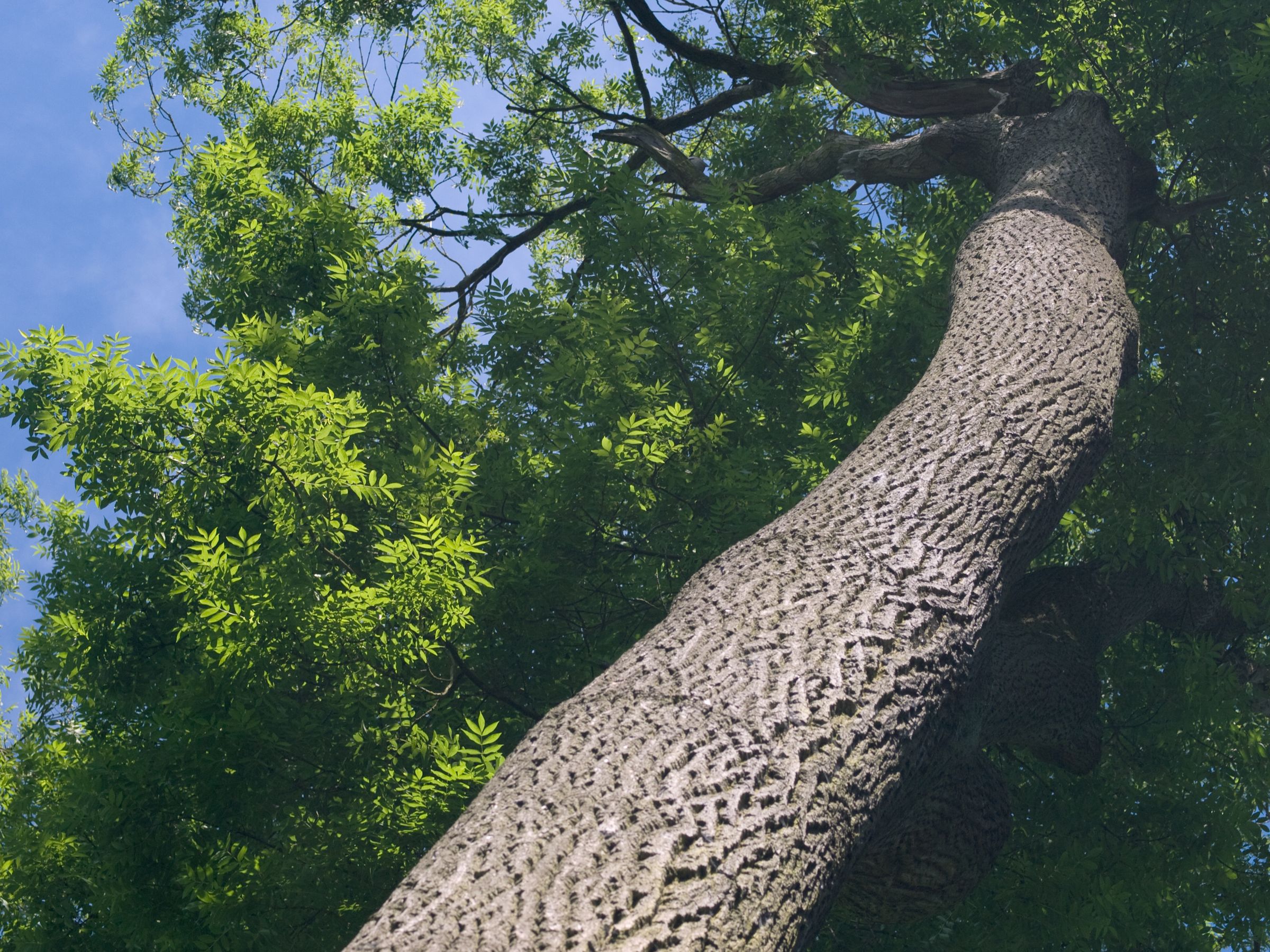 Stadtbaum-Portraits: gerader Stamm mit gefurchter Rinde einer Esche (Foto: Pefkos/stock.adobe.com)