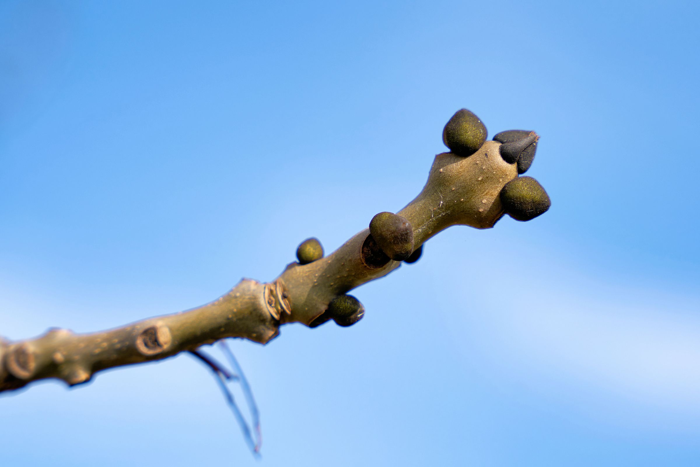 Stadtbaum-Portraits: Eschen-Knospen mit dichten, schwarzen Haaren vor blauem Himmel (Foto: Heiko Küverling/stock.adobe.com)