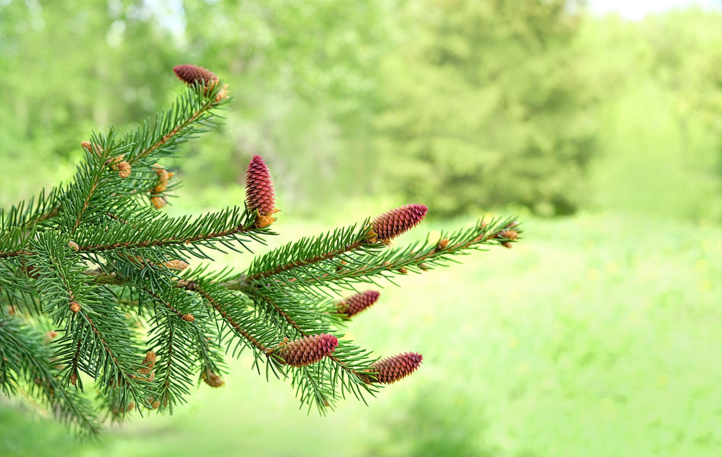Stadtbaum-Portraits: Fichtenzweig mit männlichen Blüten (Foto: Ju see/stock.adobe.com)