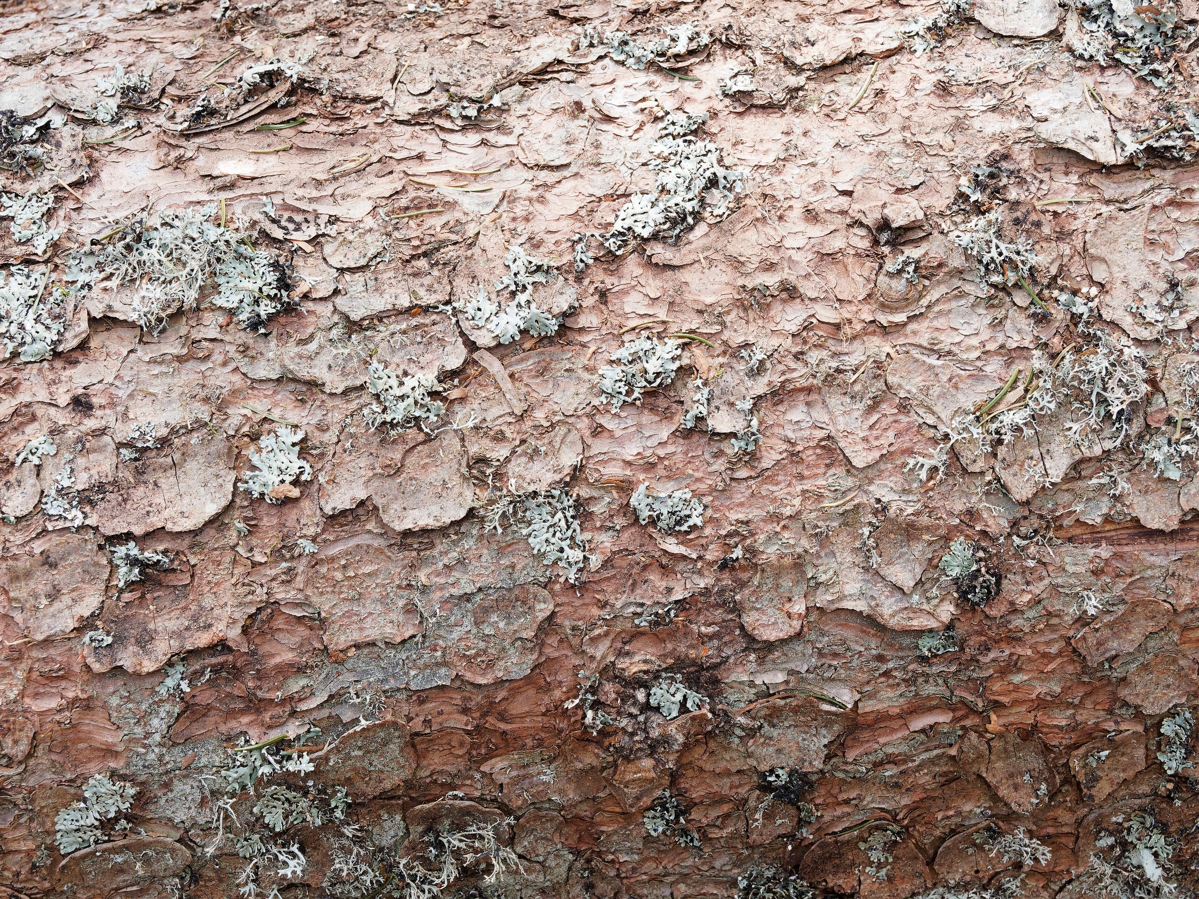 Stadtbaum-Portraits: rötlich-braune Rinde einer Fichte (Foto: Marc/stock.adobe.com)