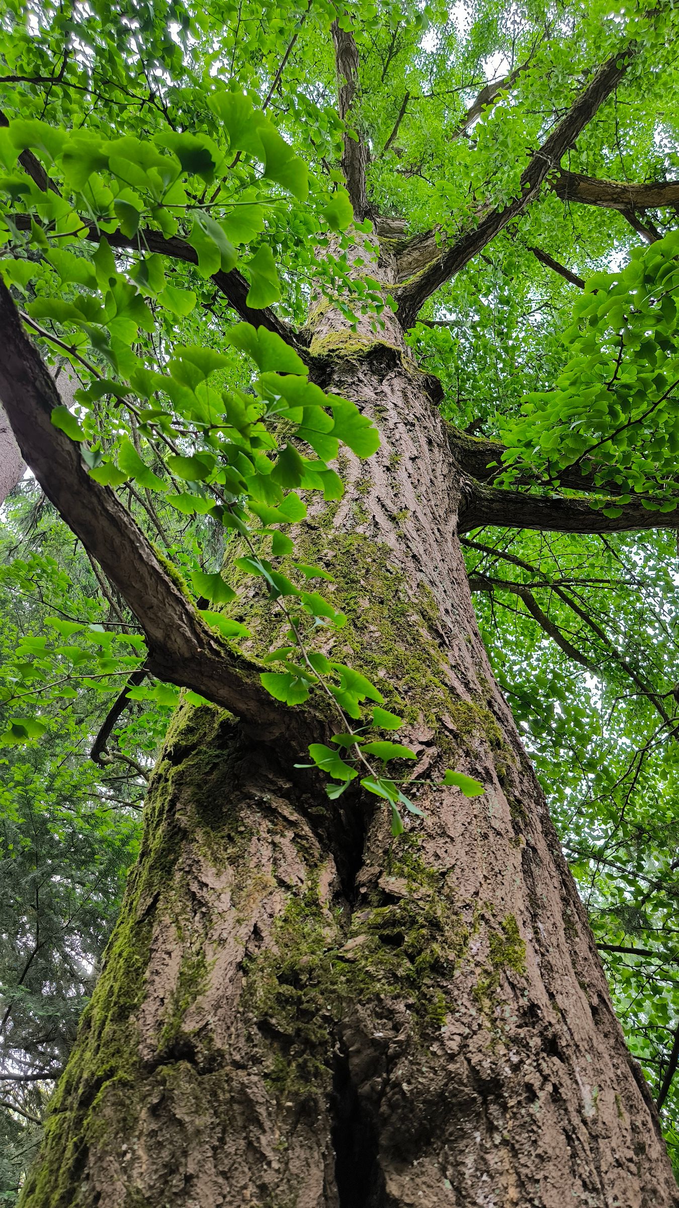 Stadtbaum-Portraits: von unten nach oben fotografierter Stamm eines großen Ginkgos (Foto: Jana/stock.adobe.com)