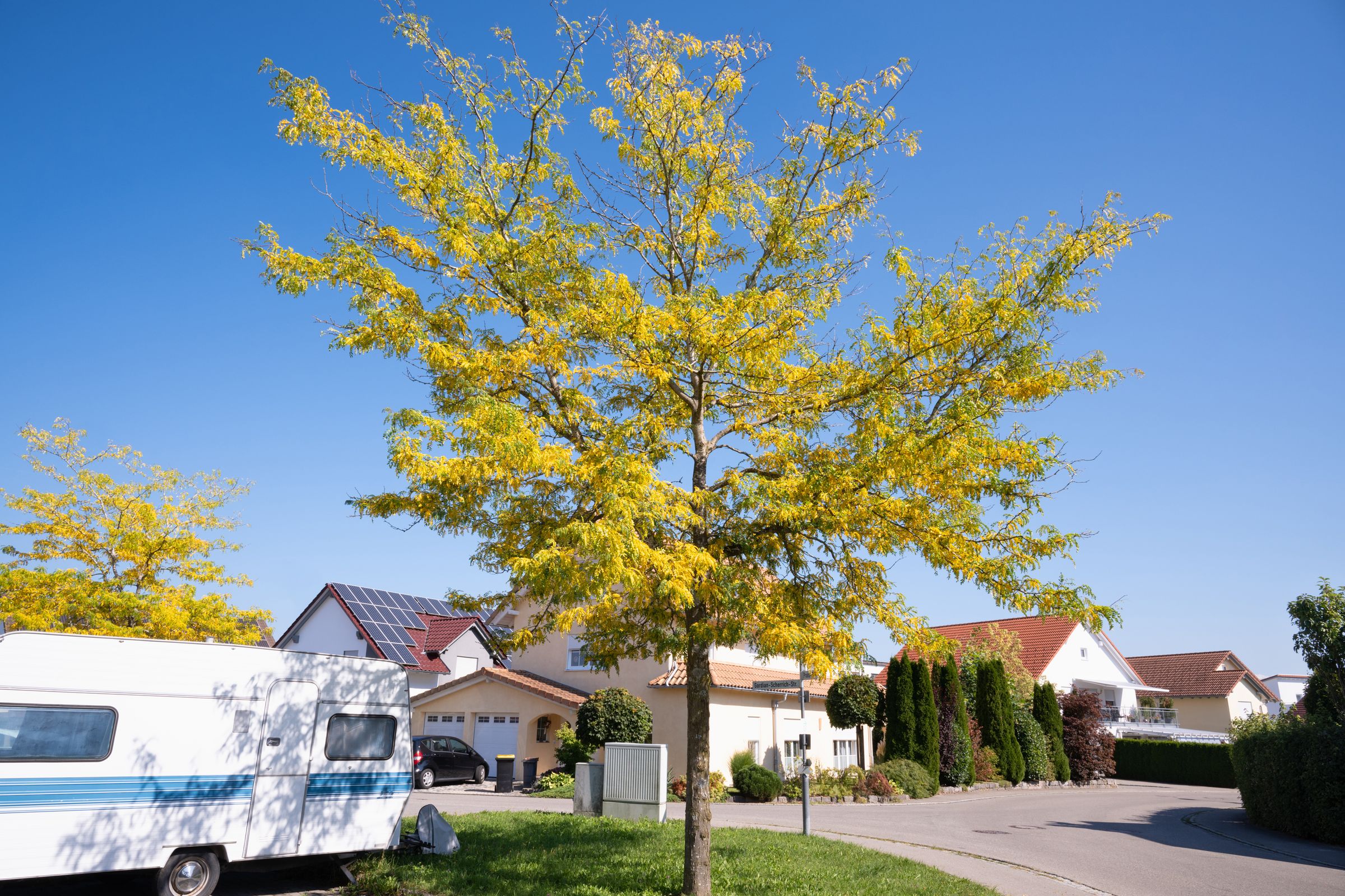 Stadtbaum-Portraits: trichterförmige Baumkrone der Gleditschie (Foto: Niko troebst/stock.adobe.com)