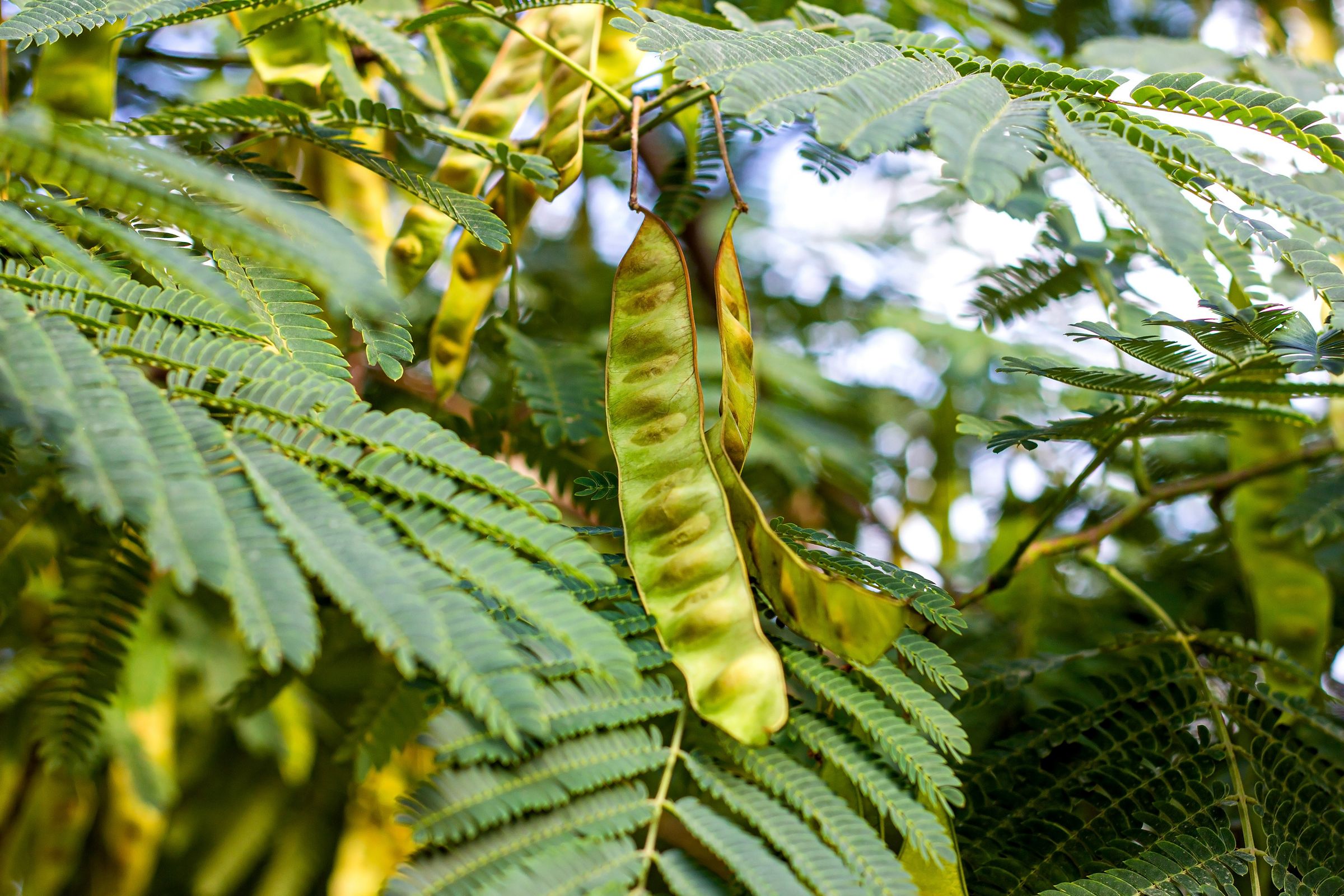 Stadtbaum-Portraits: Hülsenfrüchte der Gleditischie. (Foto: KatMoy/stock.adobe.com)