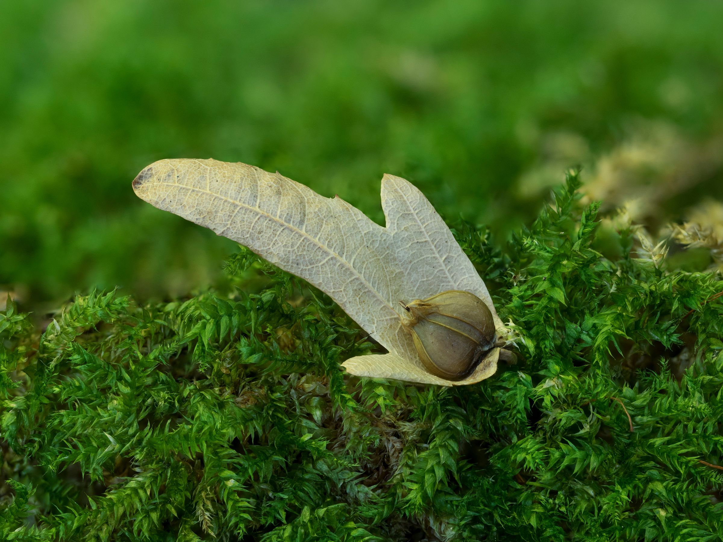 Stadtbaum-Portraits: Die nussartige Frucht der Hainbuche ist in spießförmige Blätter eingehüllt. (Foto: goldi59/stock.adobe.com)