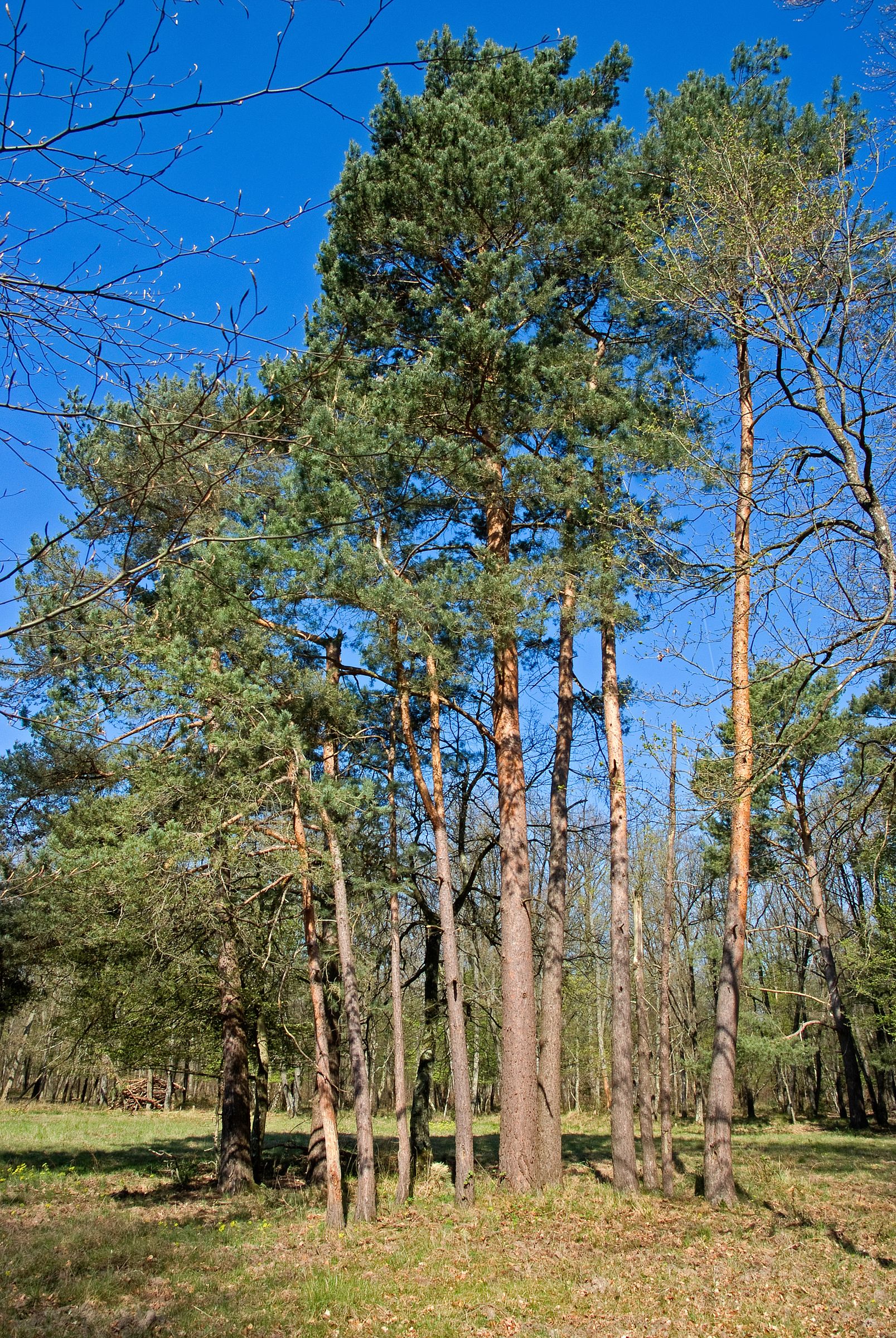 Stadtbaum-Portraits: Waldkiefern (Foto: JAG IMAGES/stock.adobe.com)
