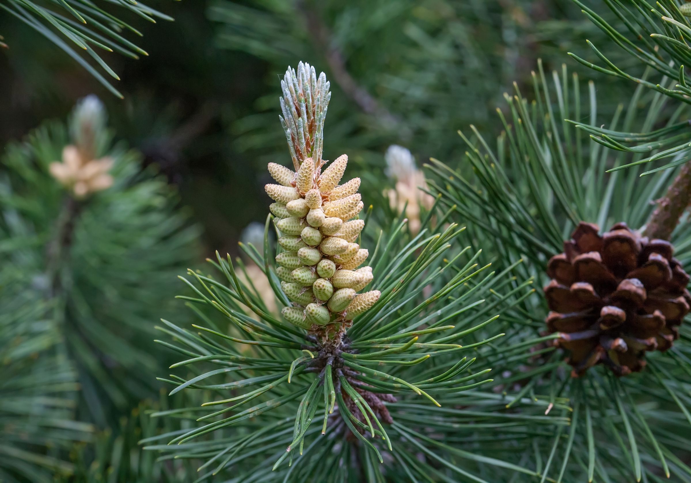 Stadtbaum-Portraits: Zwei einer Waldkiefer mit langen Nadeln, braunem Zapfen und männlicher Blüte (Foto: Estrellabuena/stock.adobe.com)