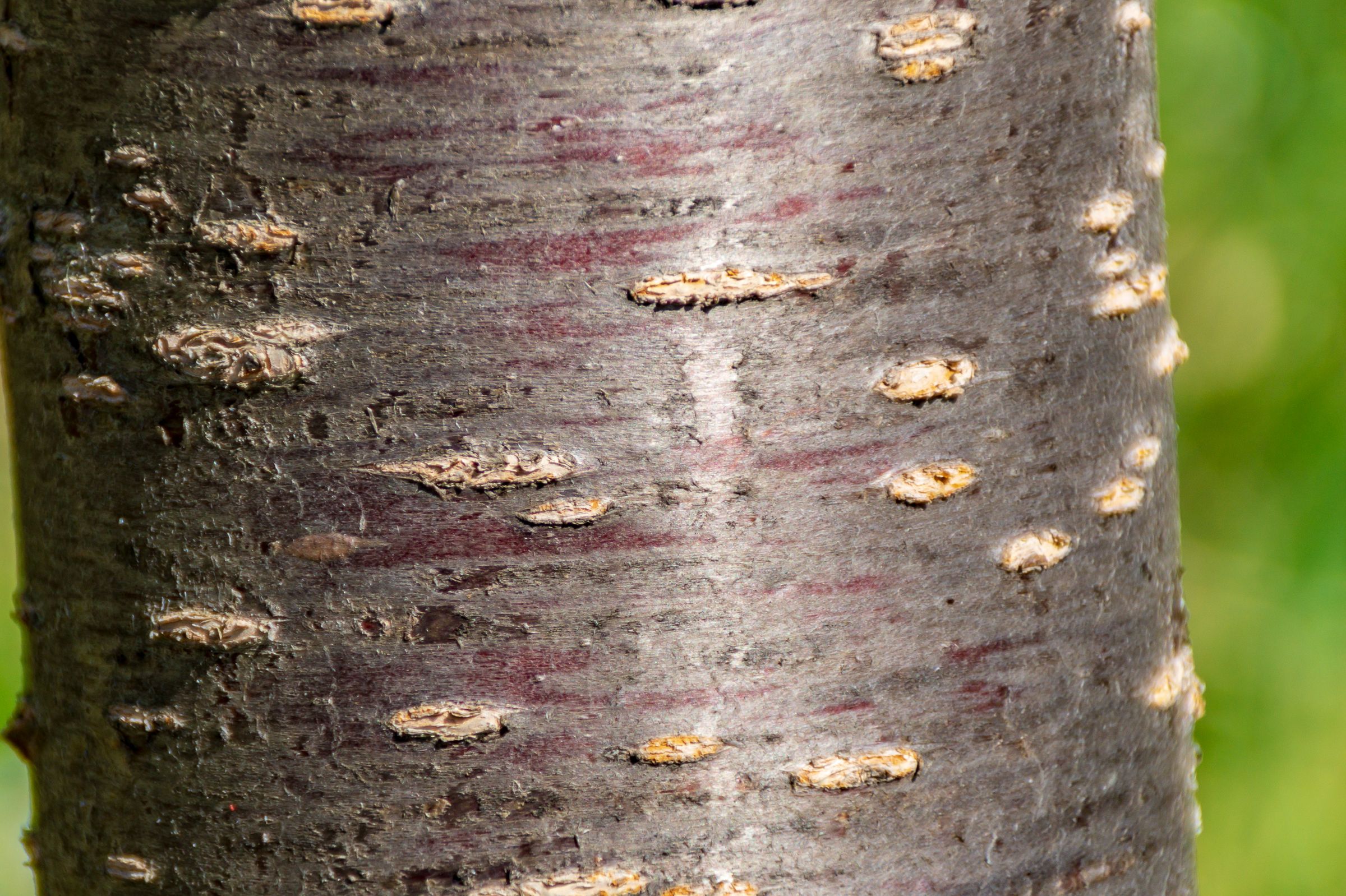 Stadtbaum-Portraits: Rinde eines Kirschbaums (Foto: Luciano Pierantoni/stock.adobe.com)