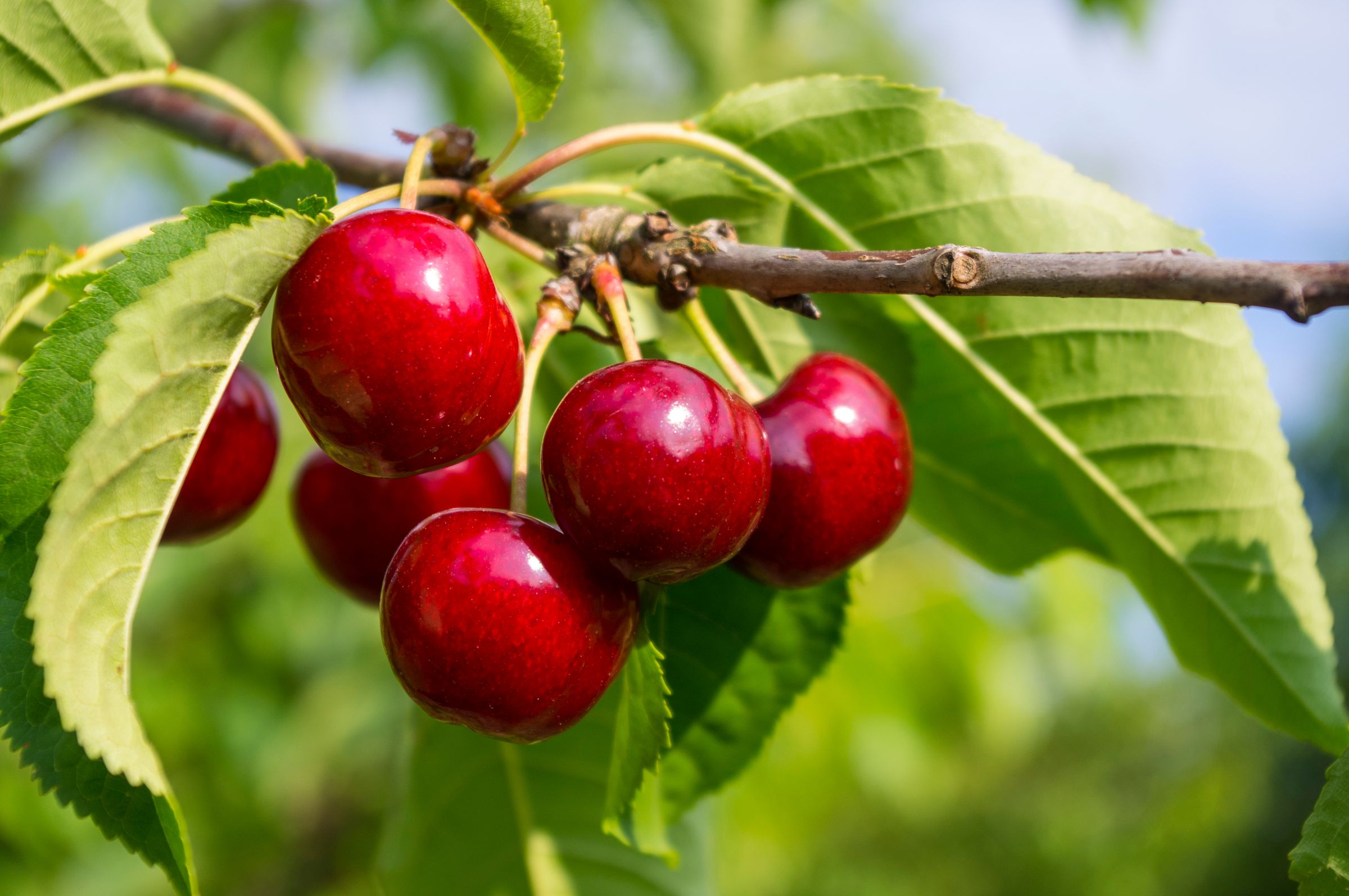 Stadtbaum-Portraits: rote Kirschen an einem grün belaubten Zweig (Foto: Asfodel/stock.adobe.com)