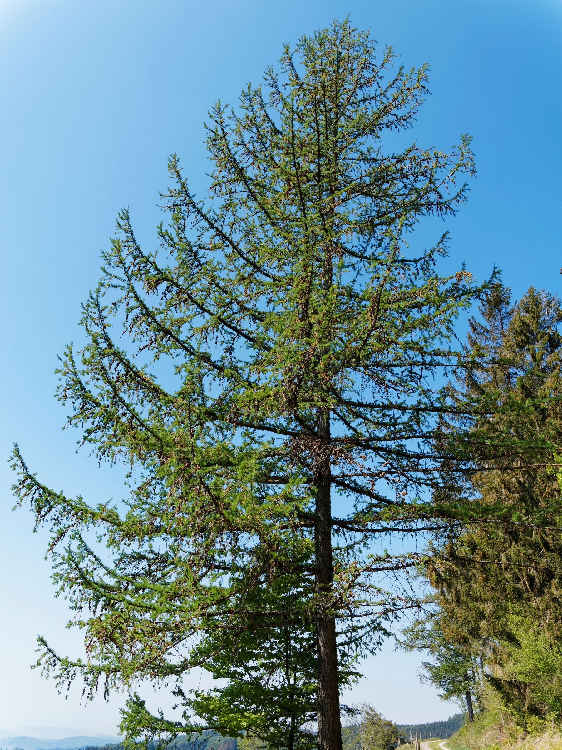 Stadtbaum-Portraits: Lärche mit grünen Nadeln vor blauem Himmel (Foto: Marc/stock.adobe.com)