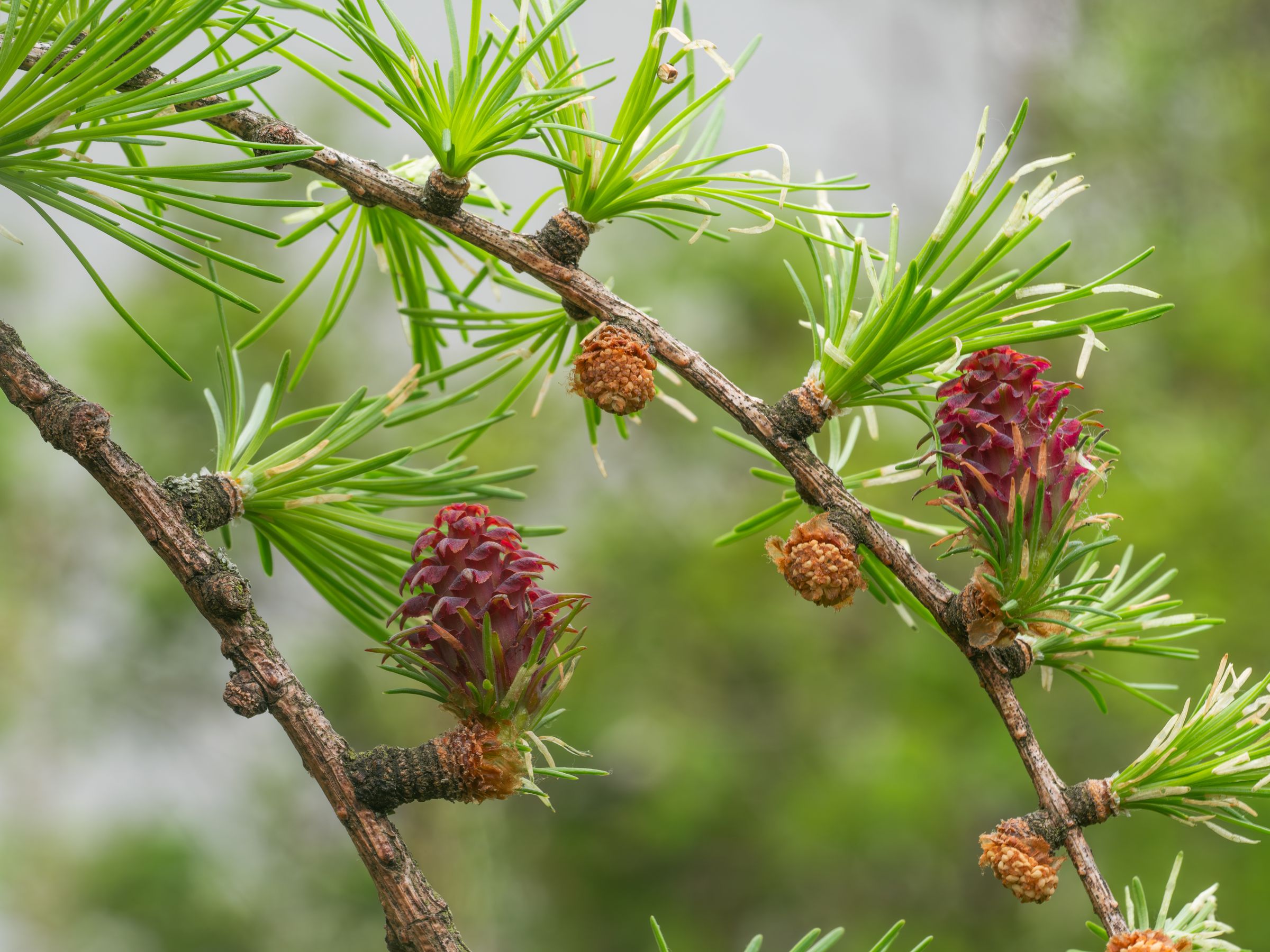 Stadtbaum-Portraits: männliche und weibliche Blüten einer Lärche (Foto: goldi59/stock.adobe.com)