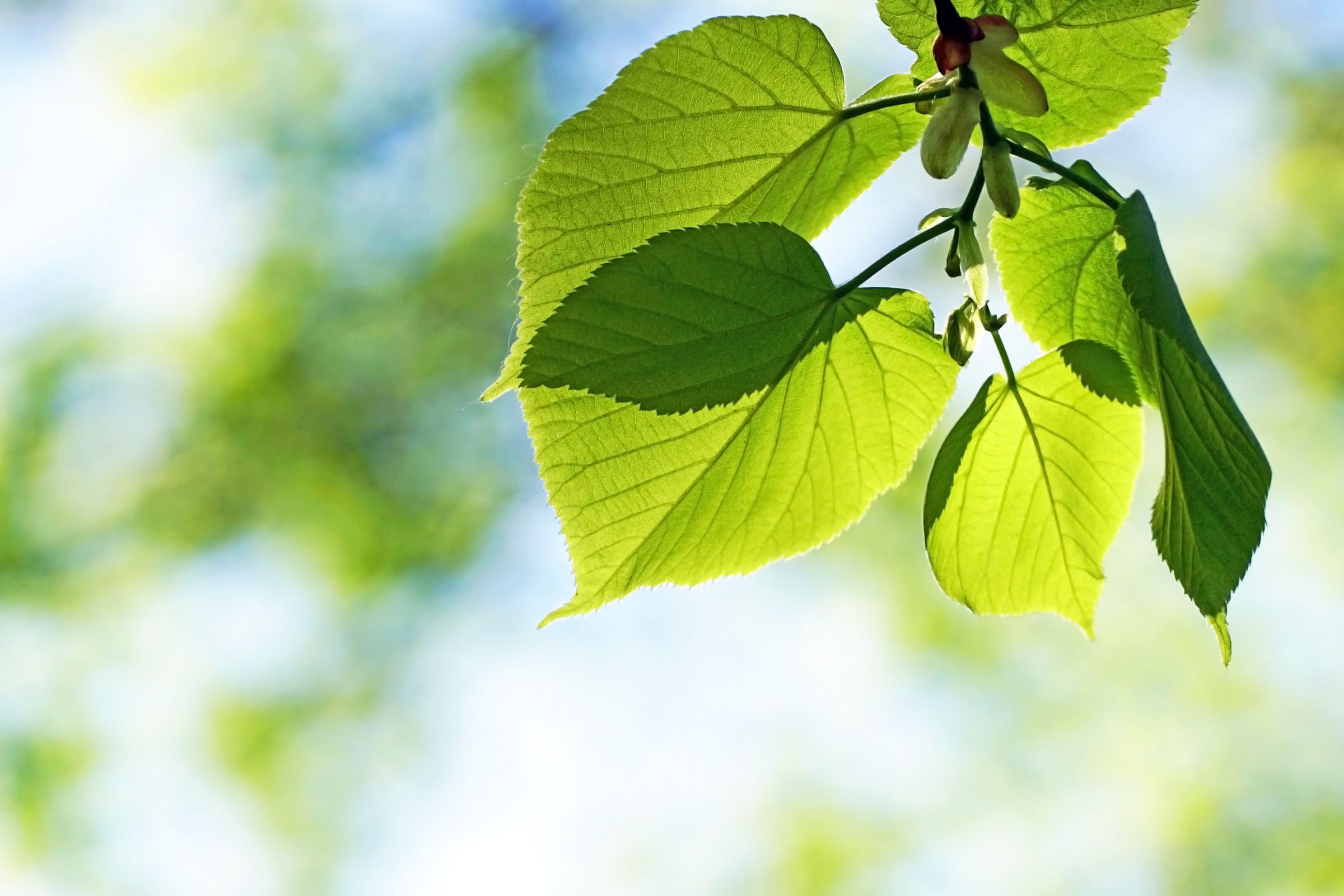 Stadtbaum-Portraits: herzförmige Blätter einer Linde (Foto: Anselm Baumgart/stock.adobe.com)