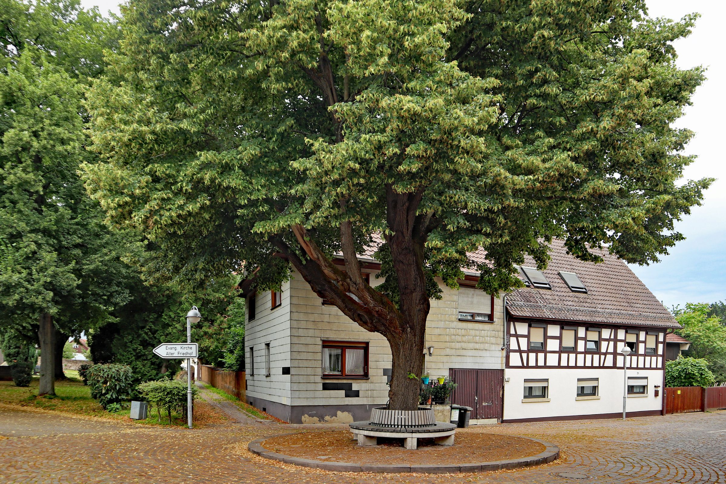 Stadtbaum-Portraits: Linde auf einem Dorfplatz (Foto: Klaus Eppele/stock.adobe.com)