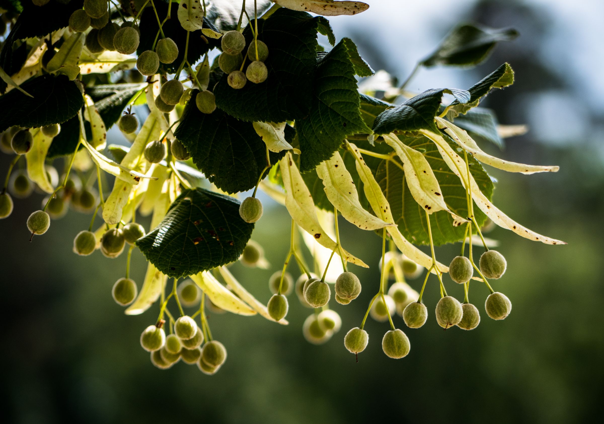 Stadtbaum-Portraits: Samen der Linde (Foto: Sulamith Sallmann/stock.adobe.com)