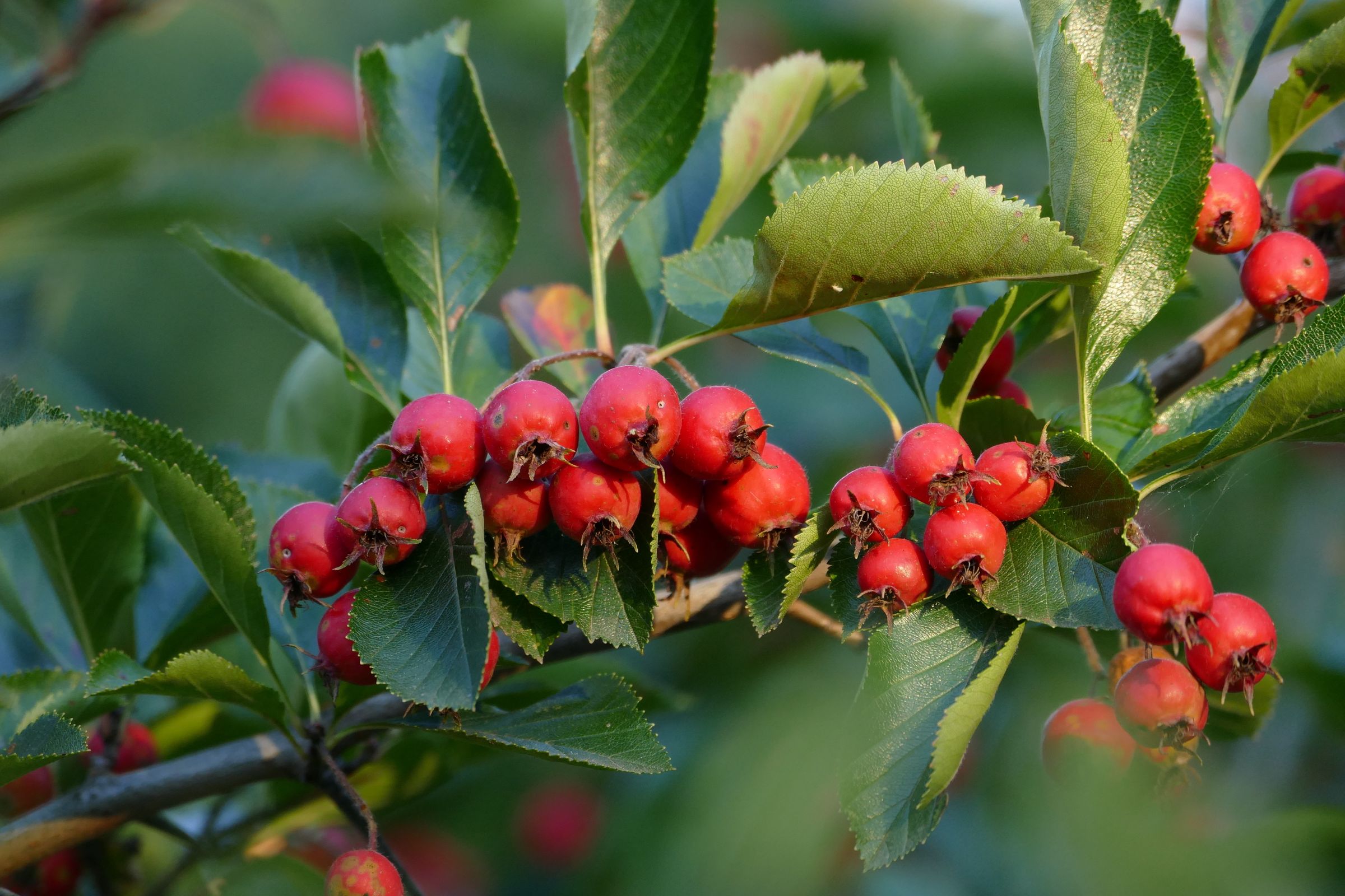 Stadtbaum-Portraits: rote Beeren der Echten Mehlbeere (Foto: funnyhill/stock.adobe.com)