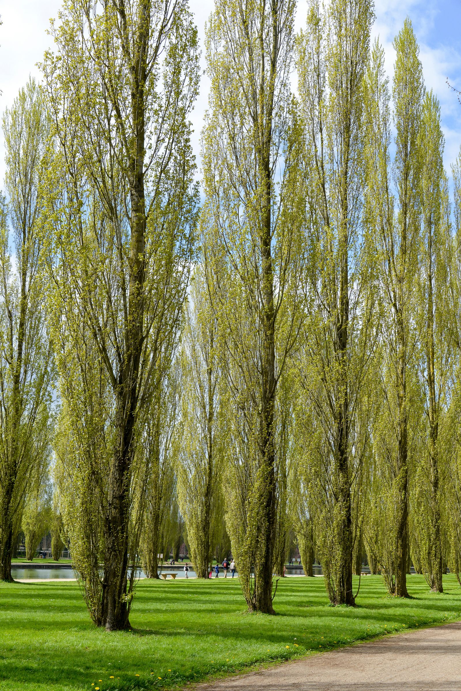 Stadtbaum-Portraits: Säulenpappeln in einem Park (Foto: JAG IMAGES/stock.adobe.com)