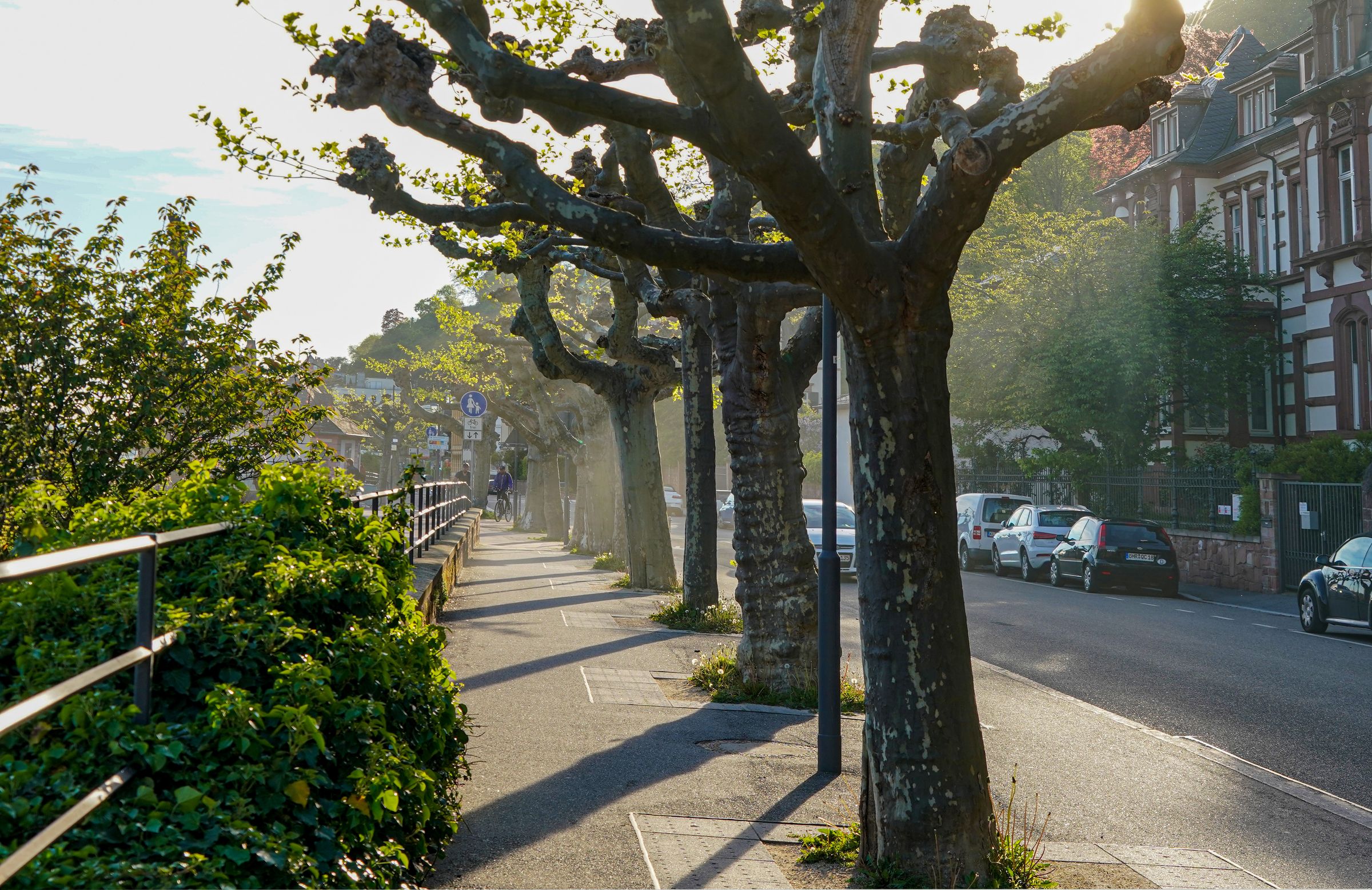 Stadtbaum-Portraits: zu Kopfbäumen beschnittene Platanen (Foto: jrgn flow/stock.adobe.com)