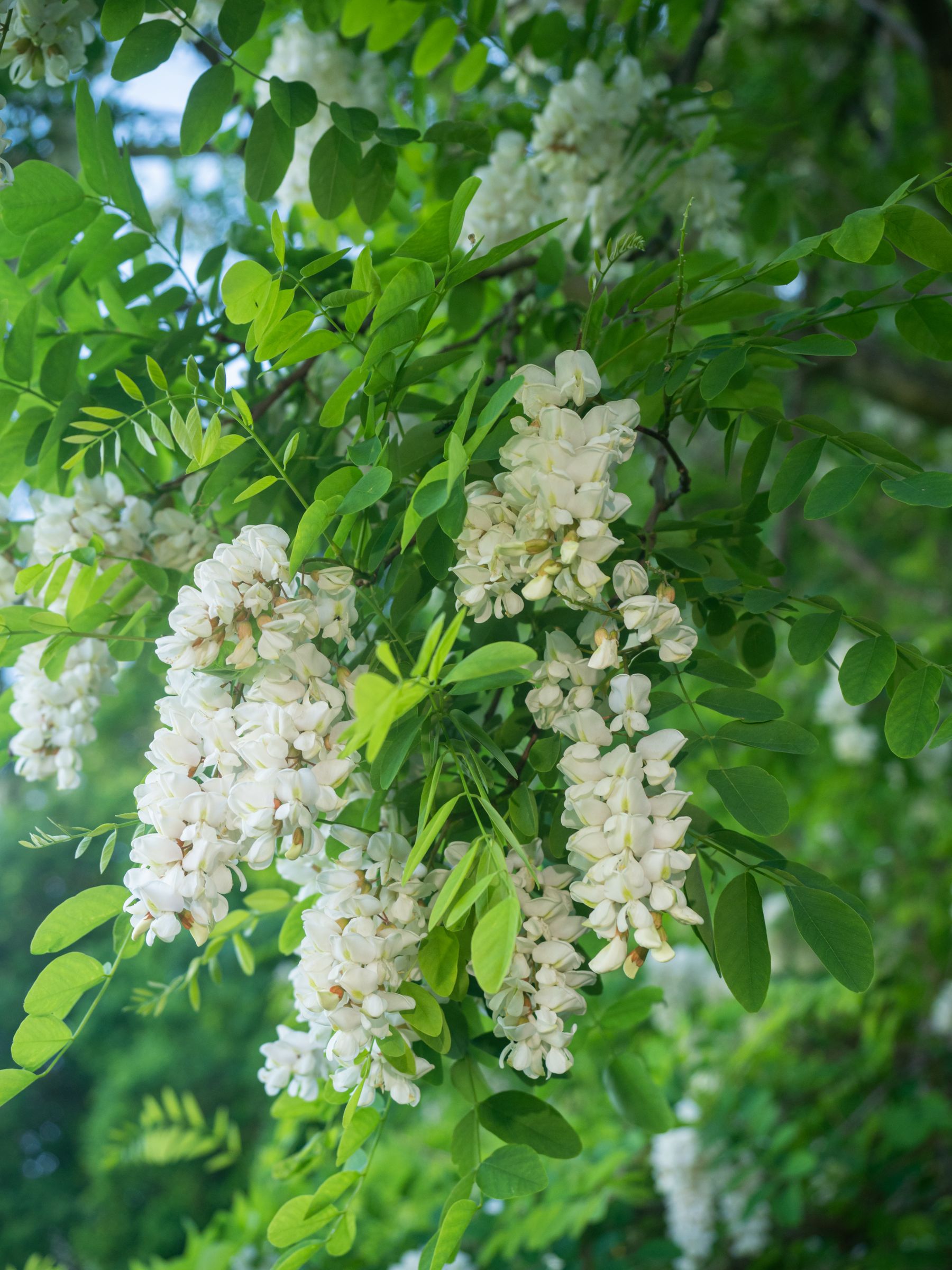 Stadtbaum-Portraits: Blüten der Robinie (Foto: goldi59/stock.adobe.com)