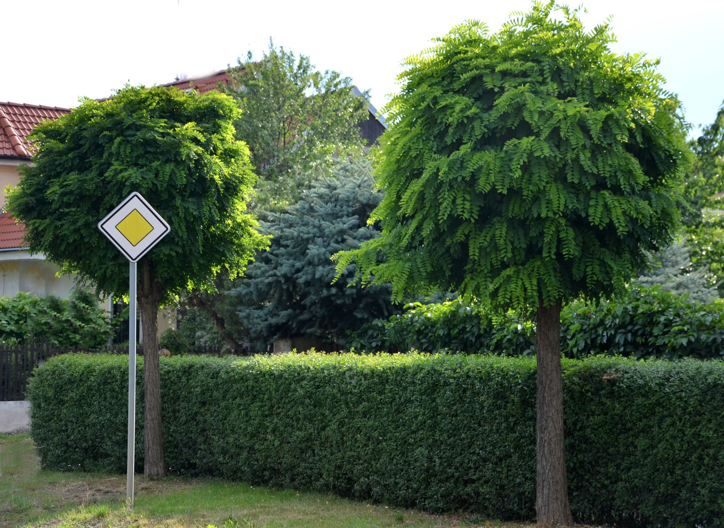 Stadtbaum-Portraits: rundlich beschnittene Robinien (Foto: Michal/stock.adobe.com)