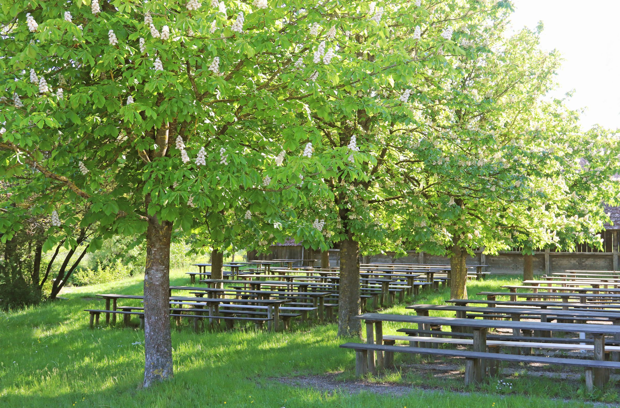 Stadtbaum-Portraits: Rosskastanien in einem Biergarten (Foto: schapinskaja/stock.adobe.com)