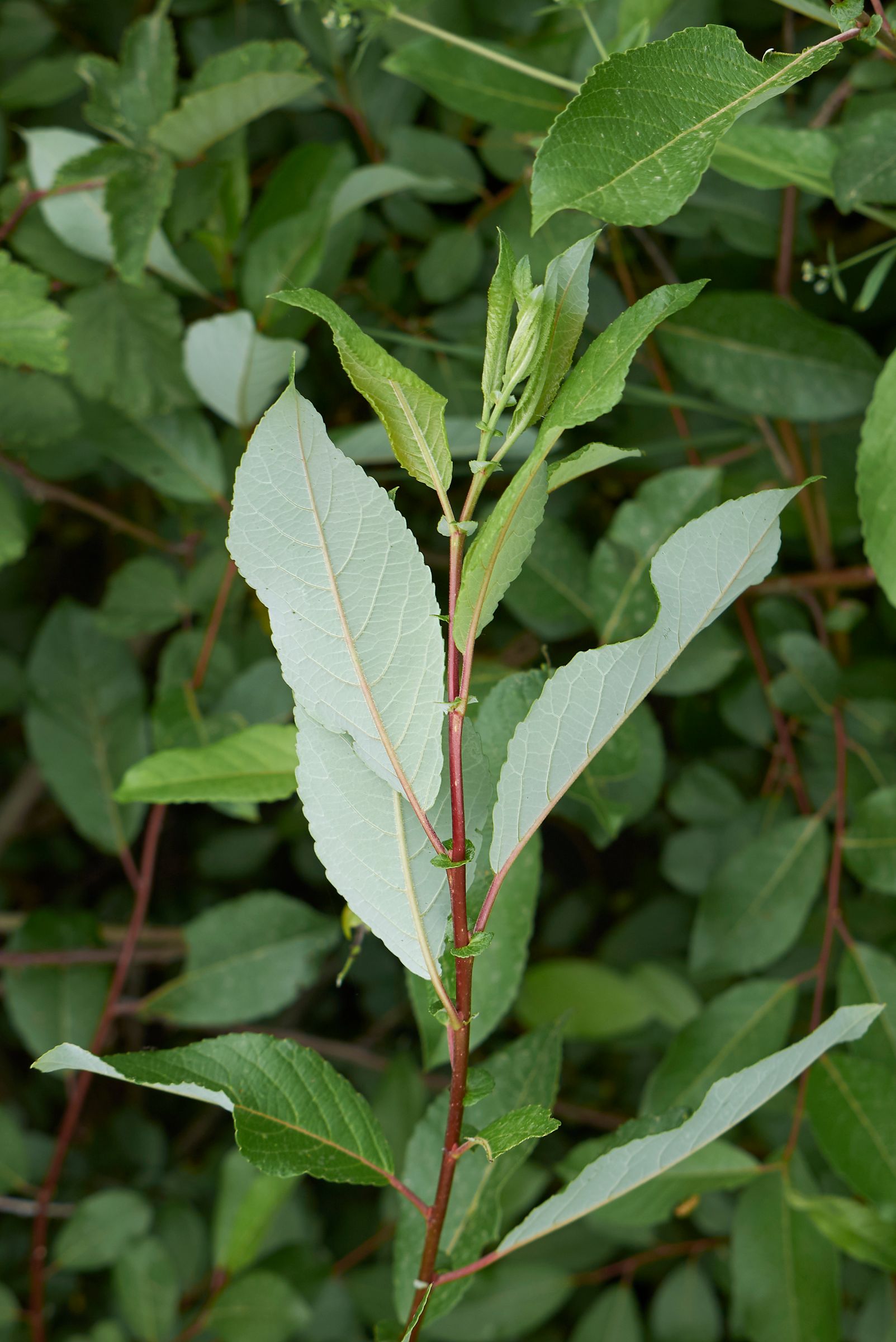 Stadtbaum-Portraits: Blätter der Salweide (Foto: simona/stock.adobe.com)