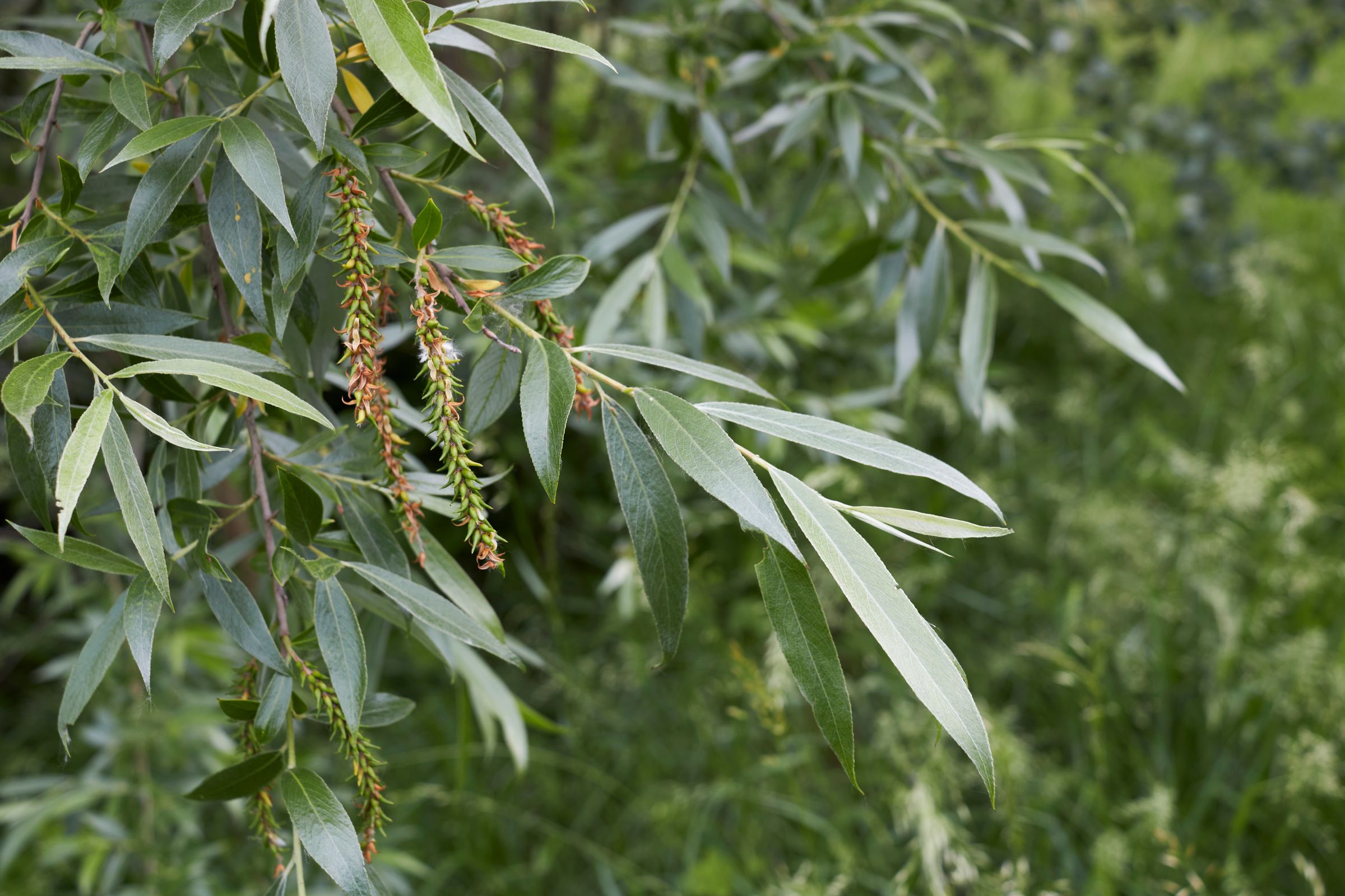 Stadtbaum-Portraits: Blätter einer Silberweide (Foto: simona/stock.adobe.com)