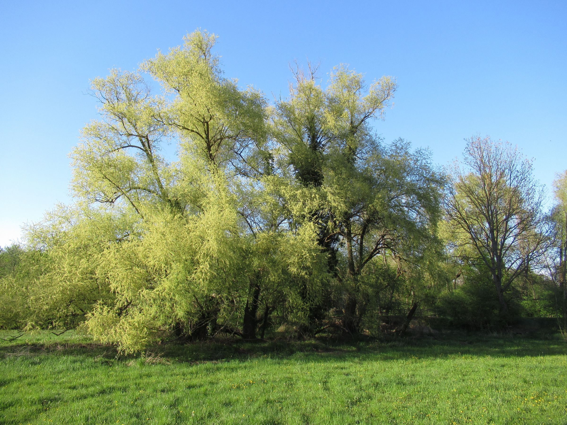 Stadtbaum-Portraits: Silberweiden mit frischem Laub (Foto: Marcus/stock.adobe.com)